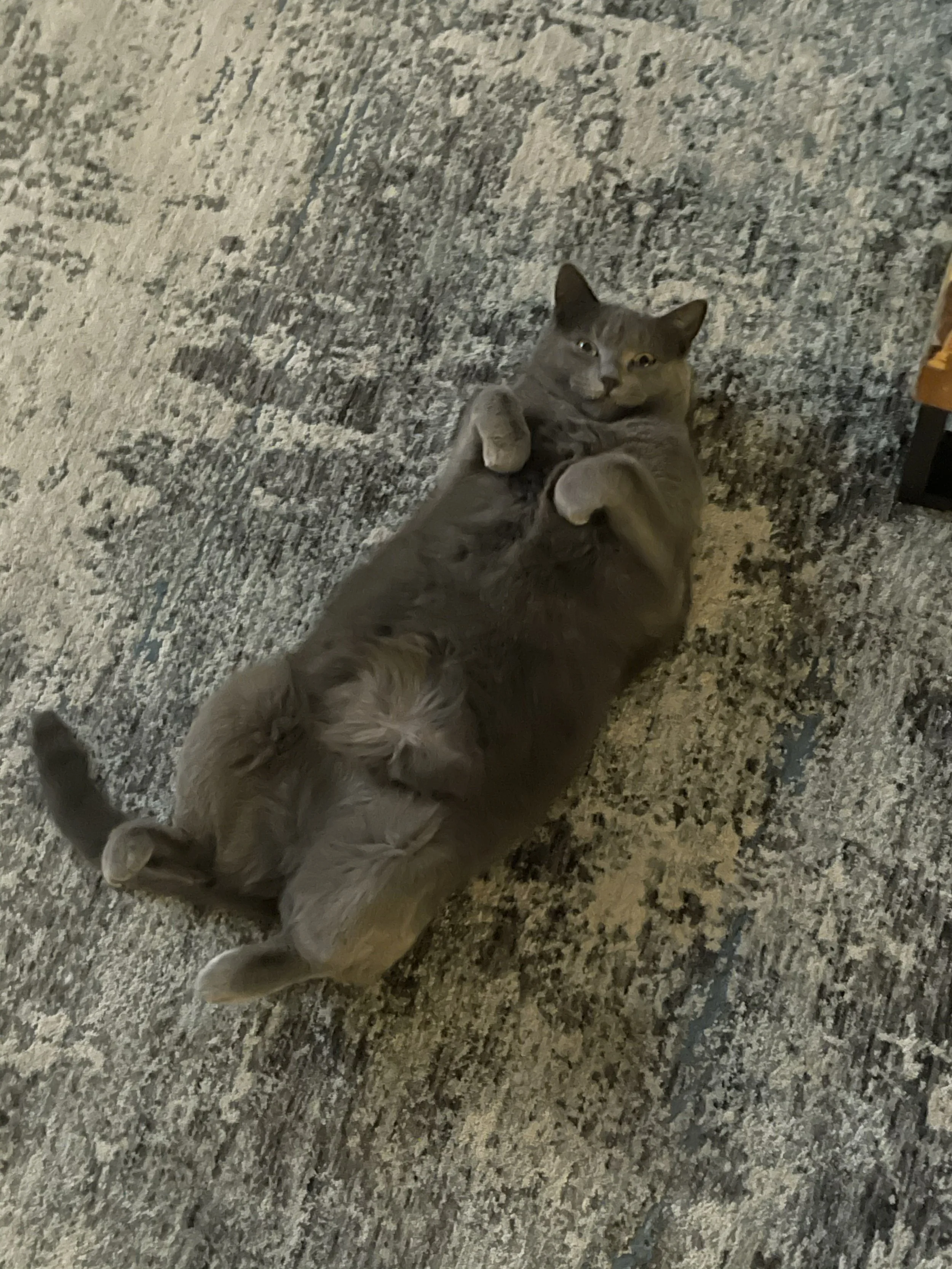 Luna Baby.jpg