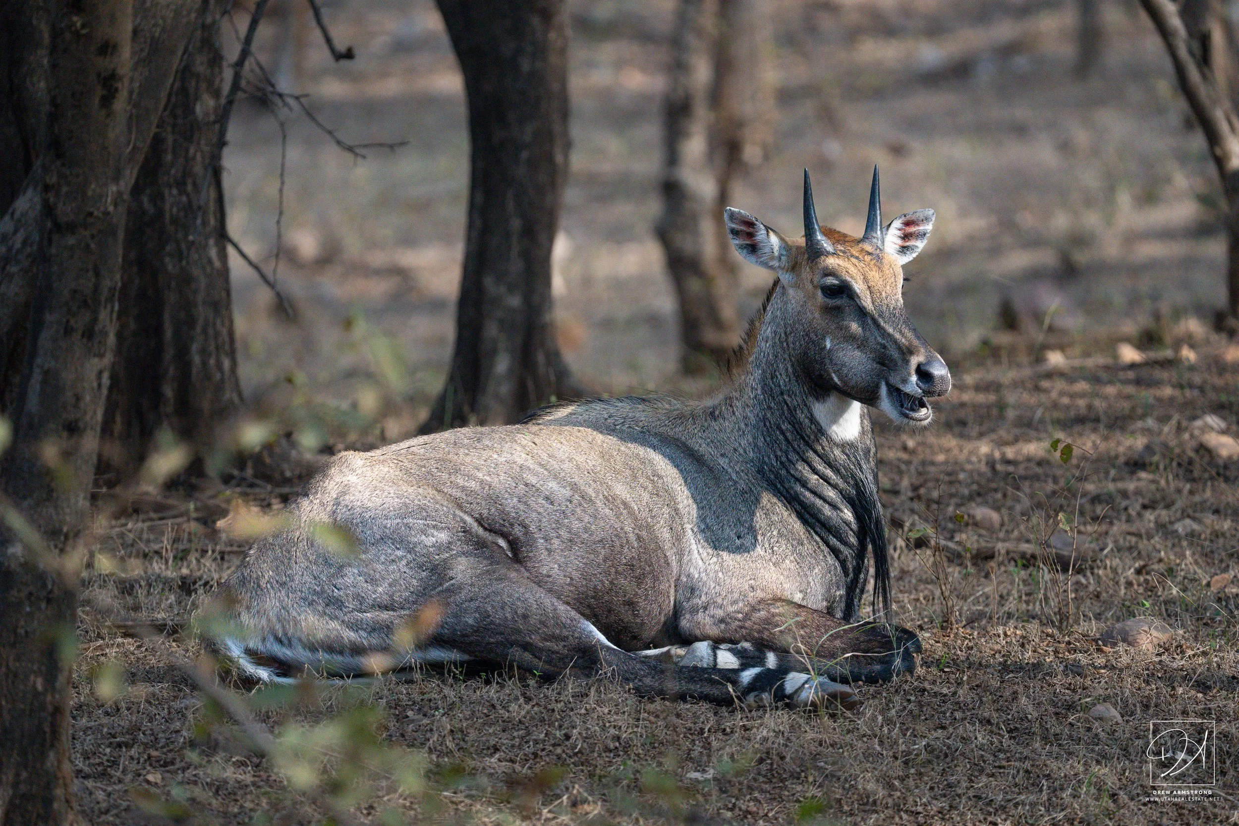 Ranthambore Wildlife 2024 Drew Armstrong Fine Art Photography