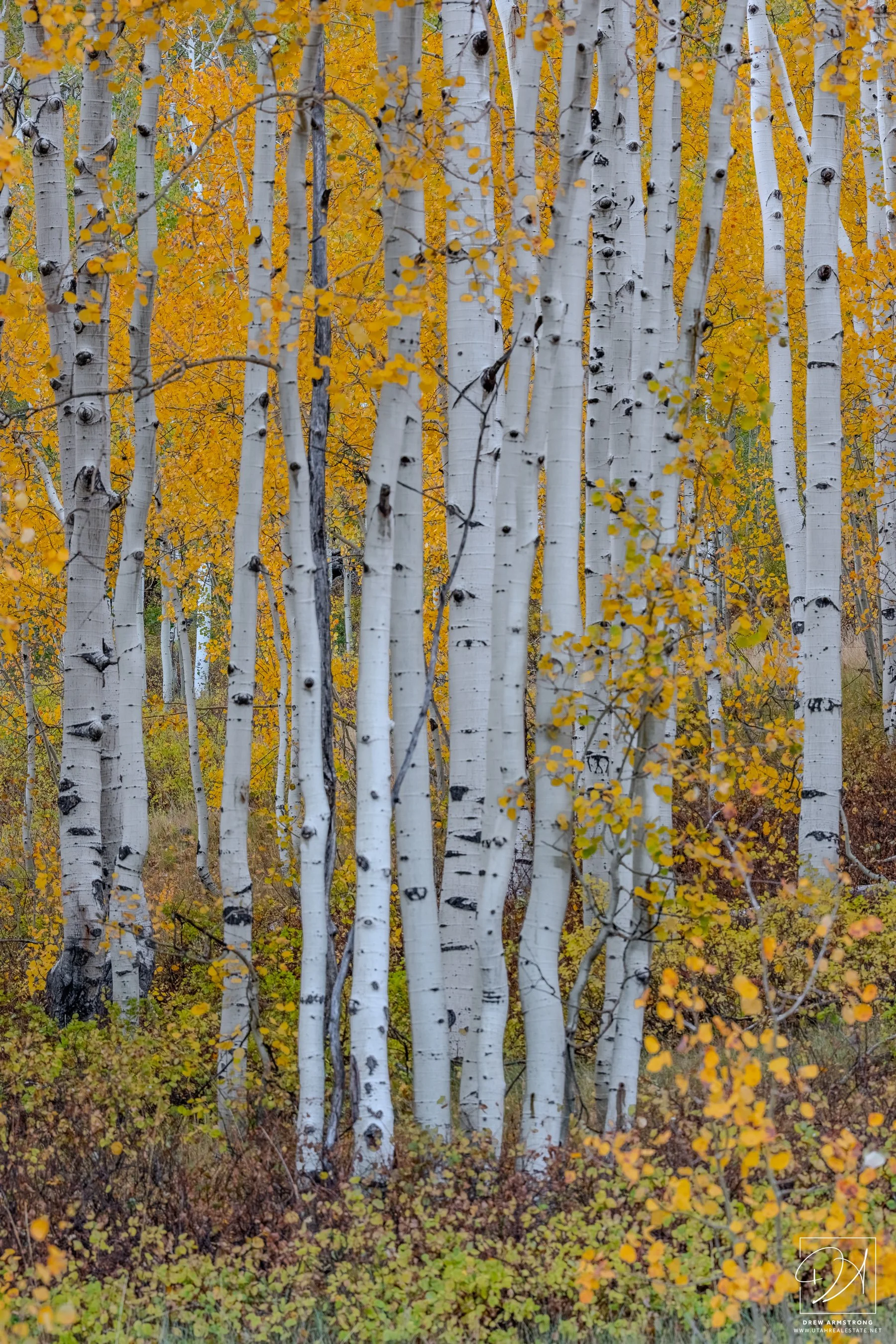 Fall Color 2025 with Brendan-2.jpg