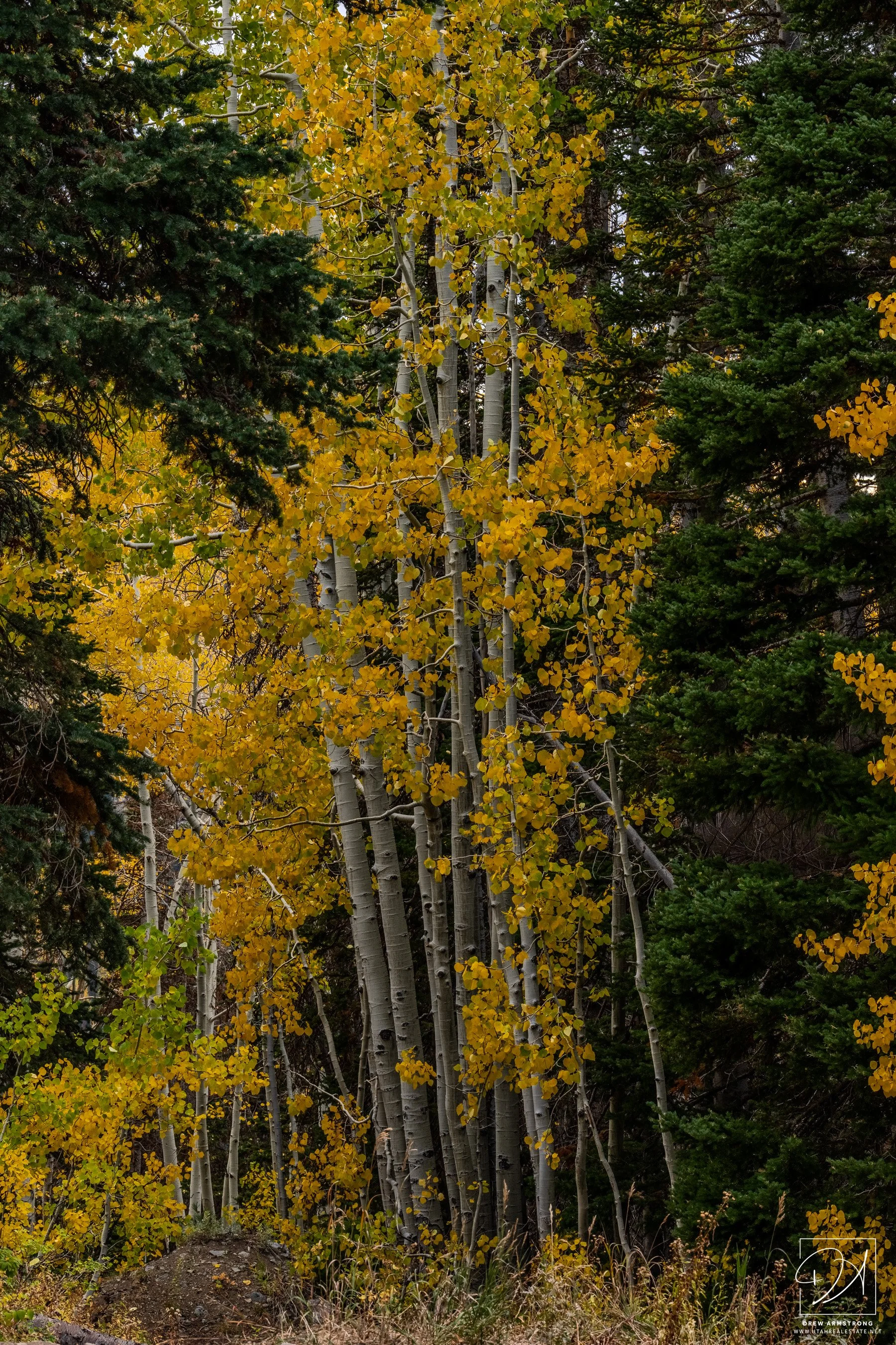 Fall Color 2025 with Brendan-7.jpg