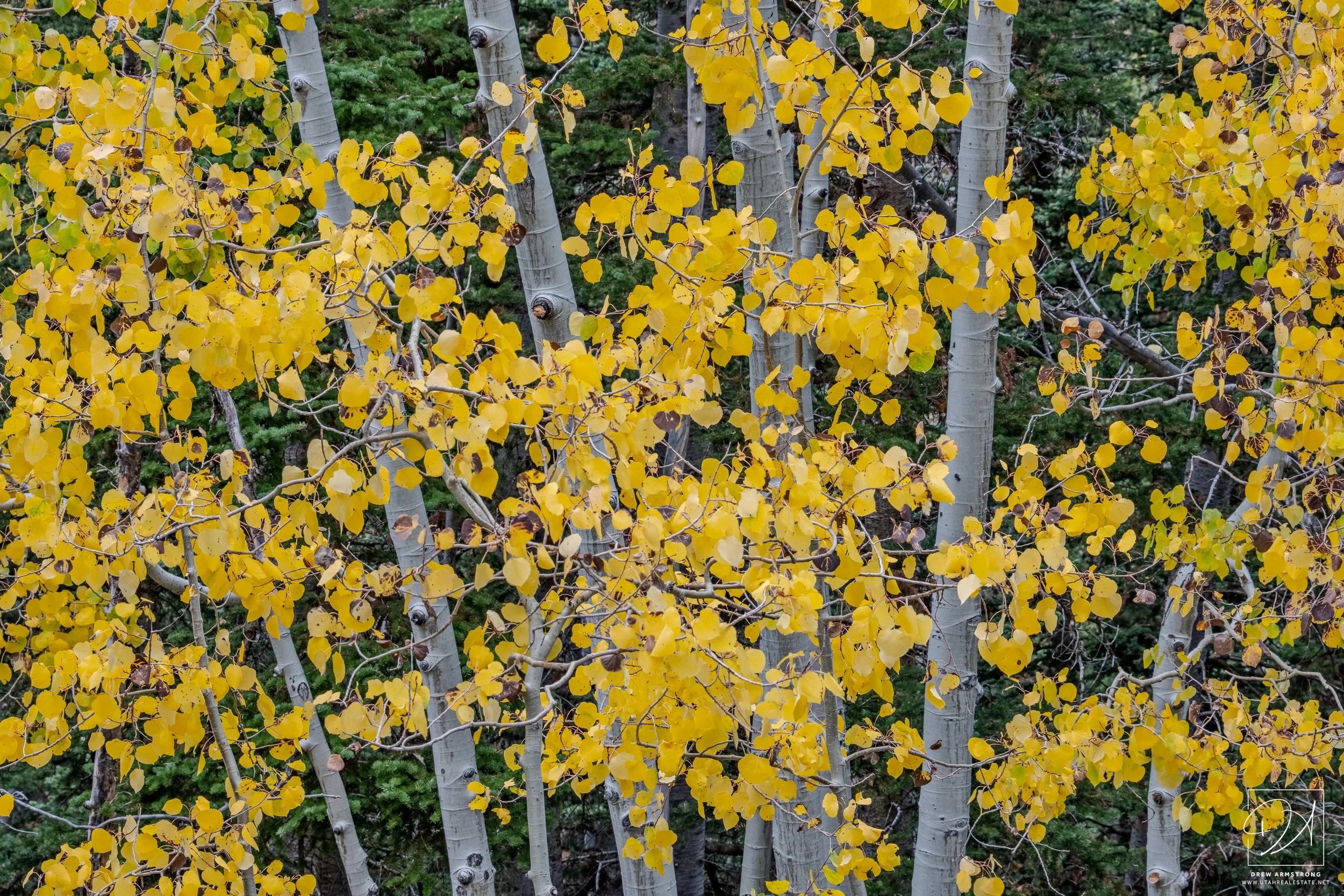 Fall Color 2025 with Brendan-9.jpg