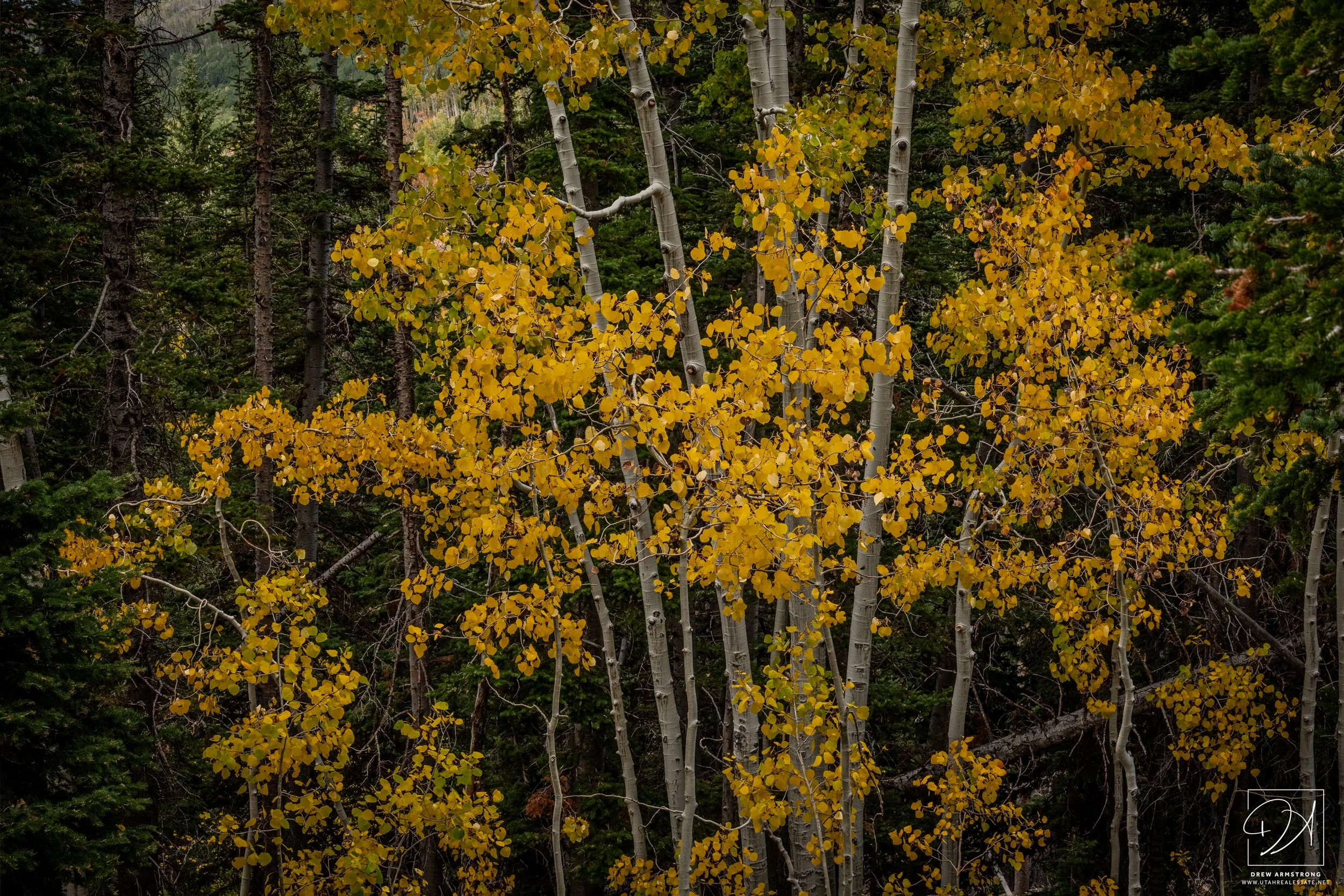 Fall Color 2025 with Brendan-10.jpg