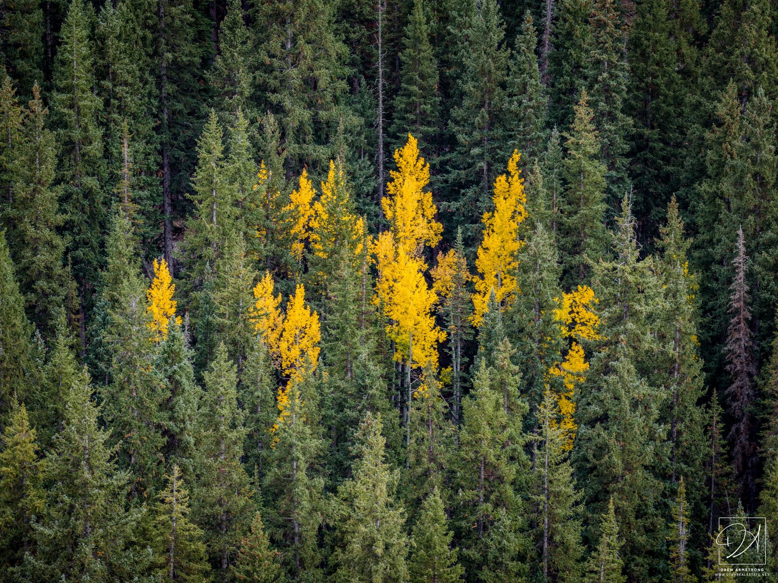 Fall Color 2025 with Brendan-12.jpg