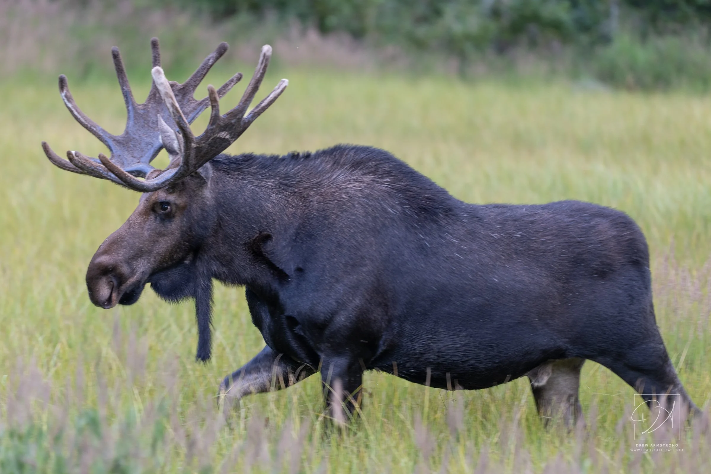 Silver Lake Moose 2026-850.jpg