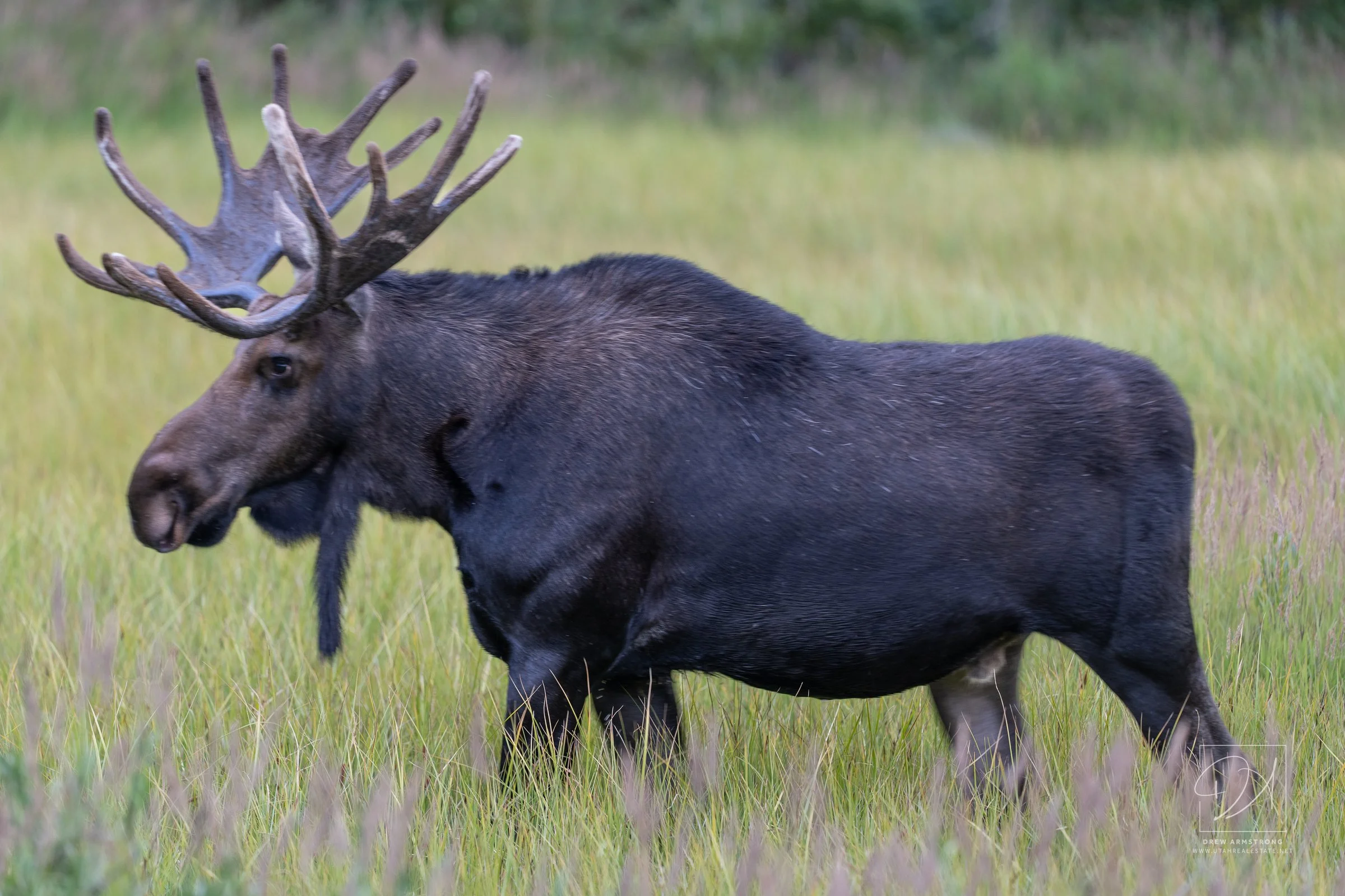 Silver Lake Moose 2026-849.jpg
