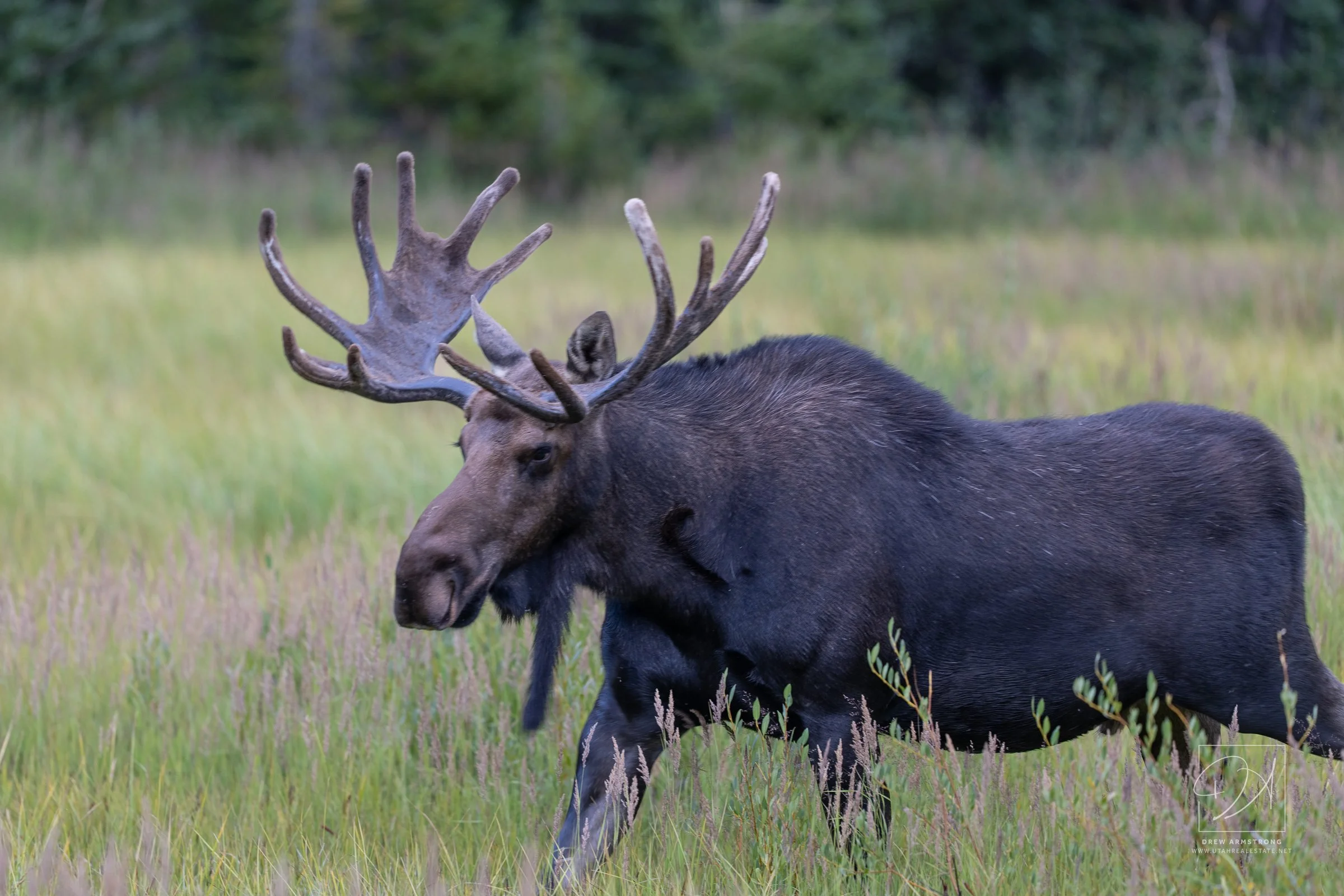 Silver Lake Moose 2026-842.jpg