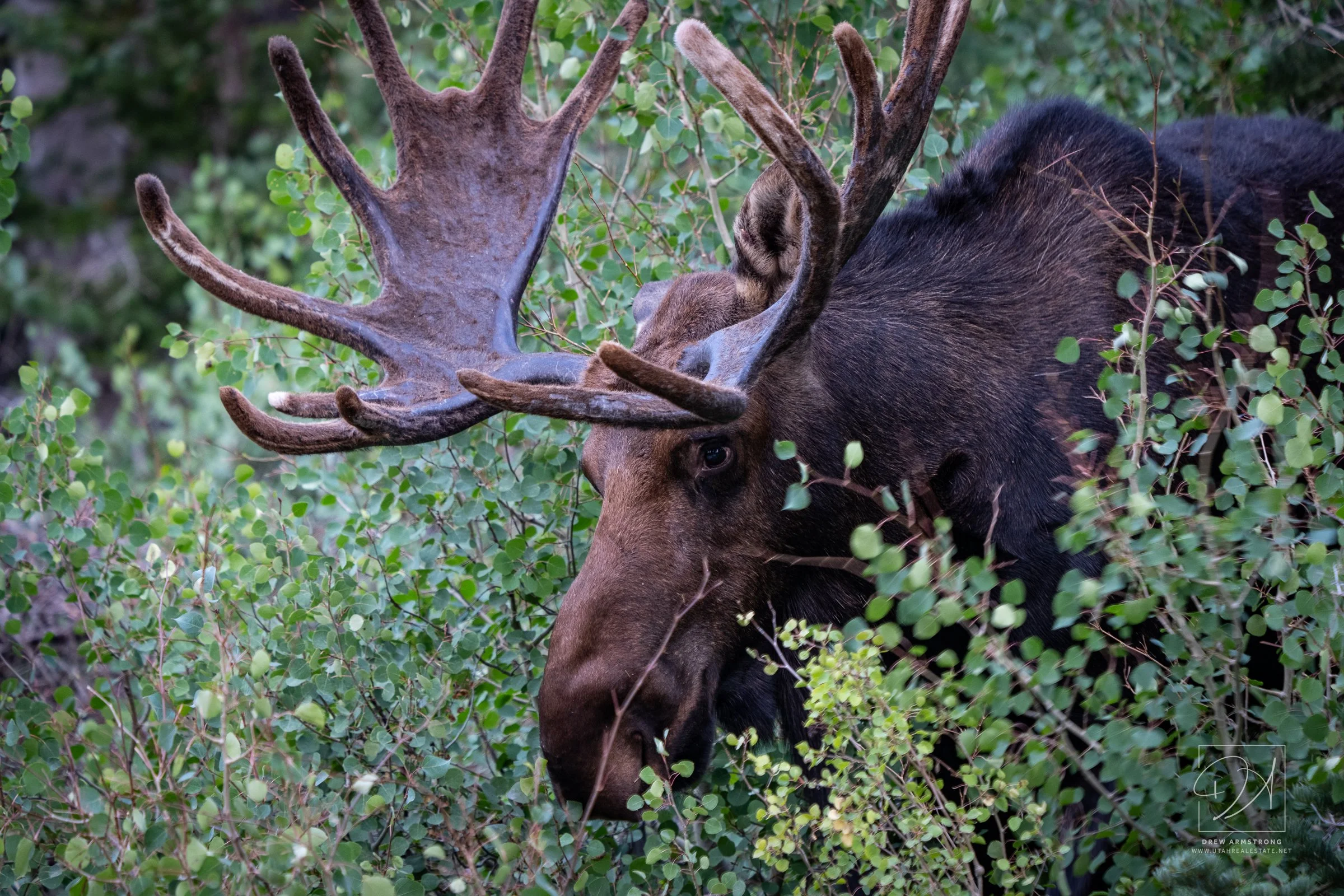 Silver Lake Moose 2026-622.jpg