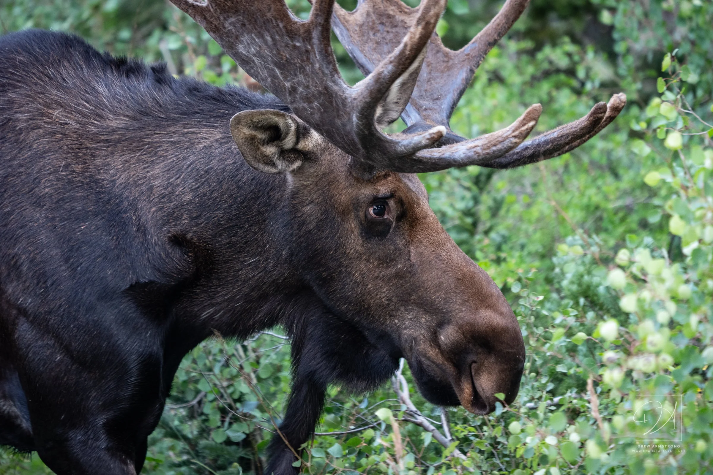 Silver Lake Moose 2026-635.jpg