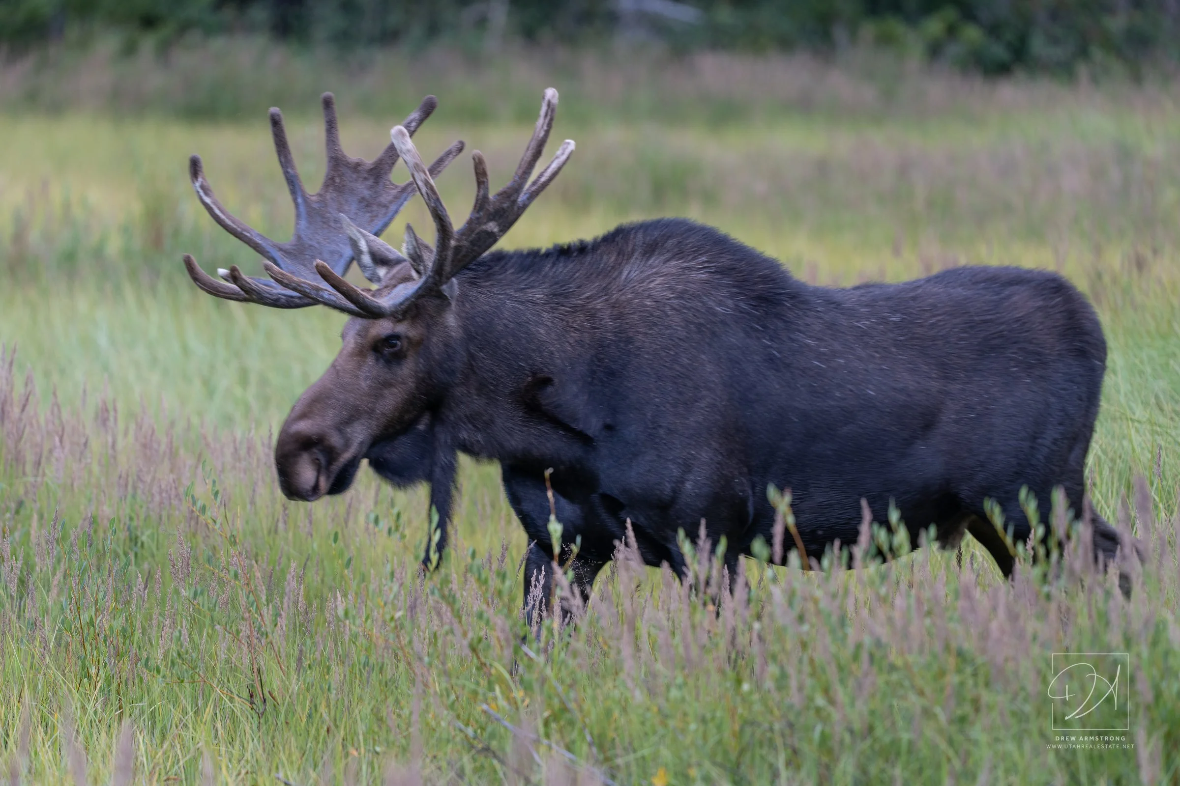 Silver Lake Moose 2026-838.jpg