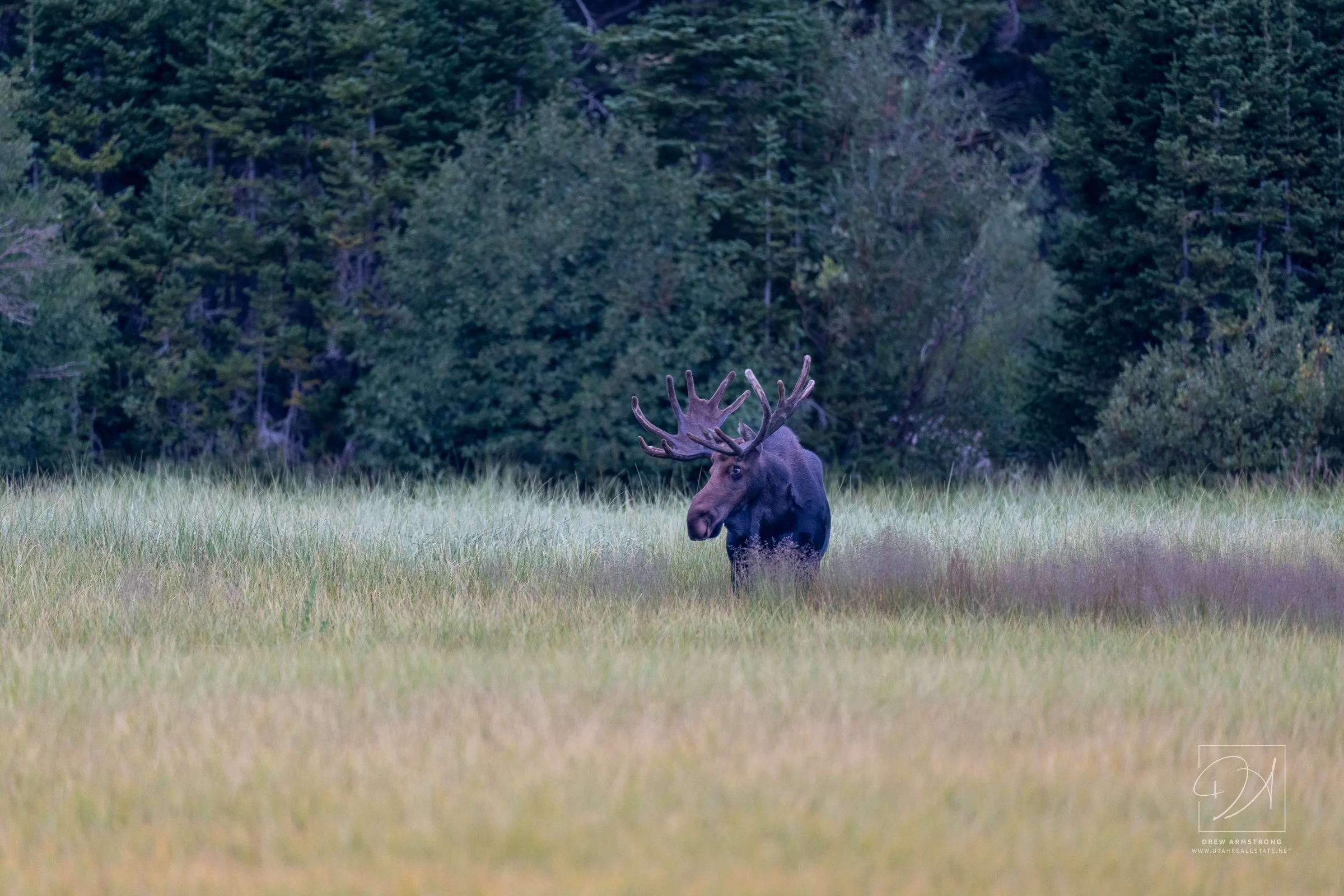 Silver Lake Moose 2026-719.jpg