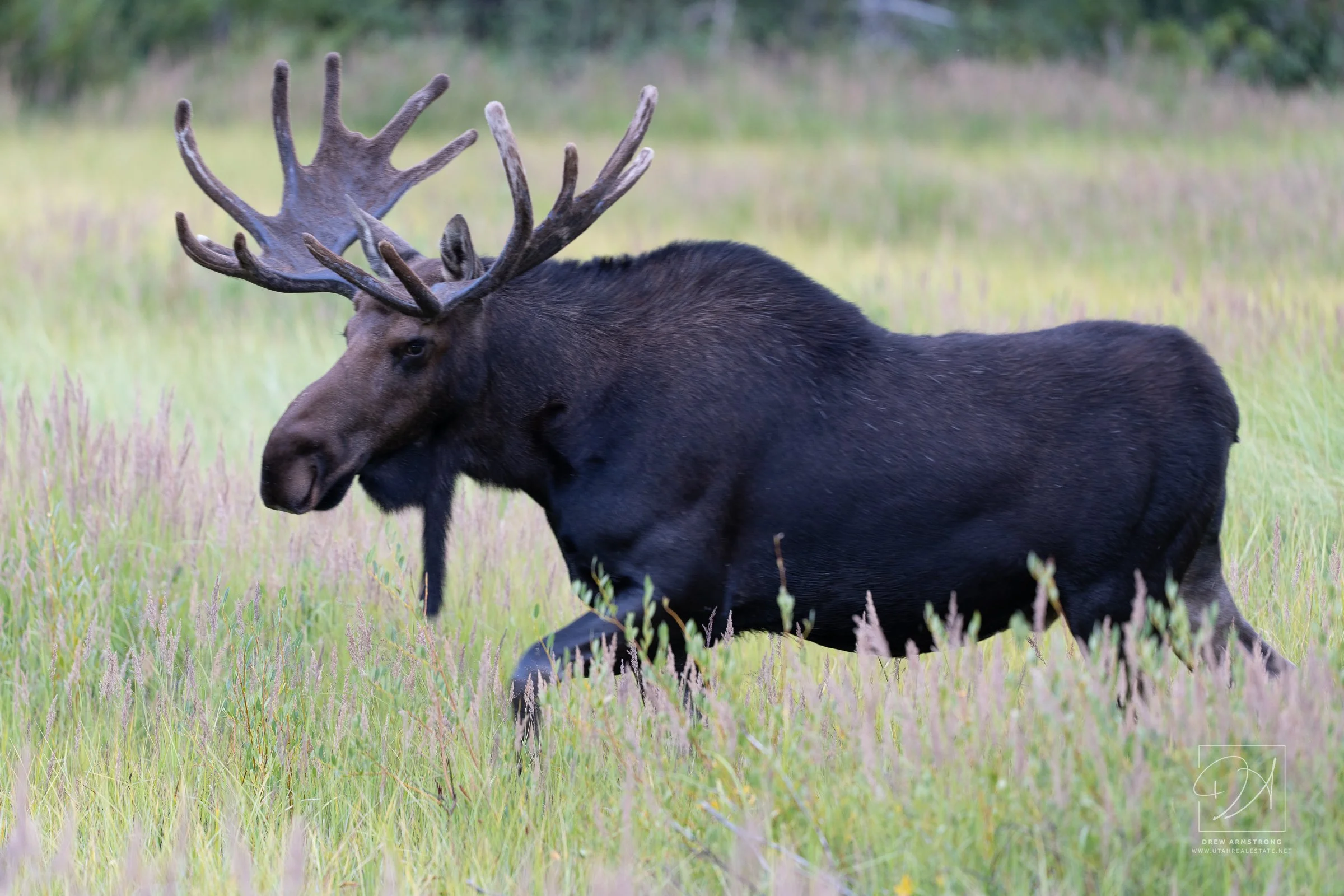 Silver Lake Moose 2026-840.jpg