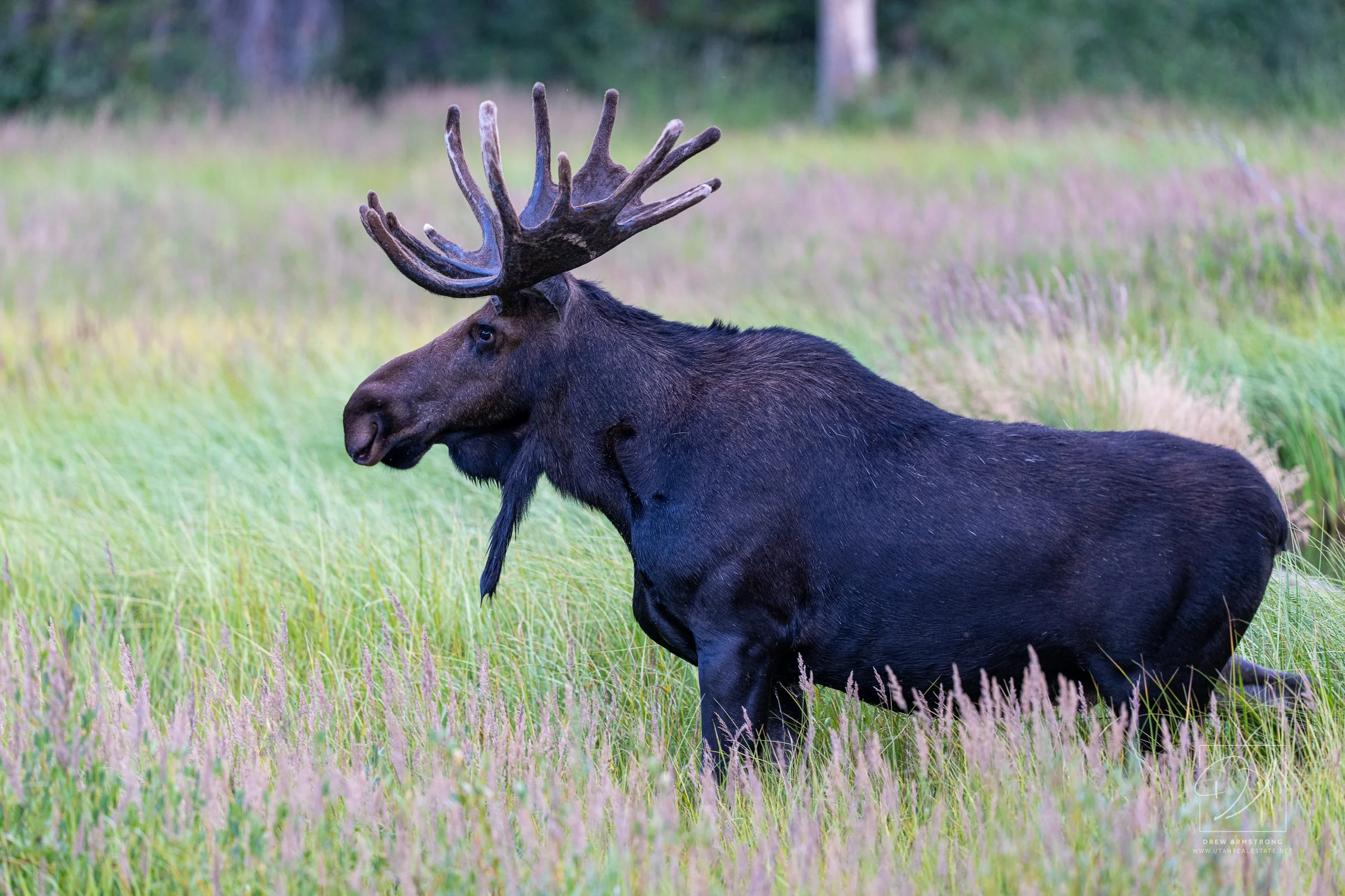Silver Lake Moose 2026-827.jpg
