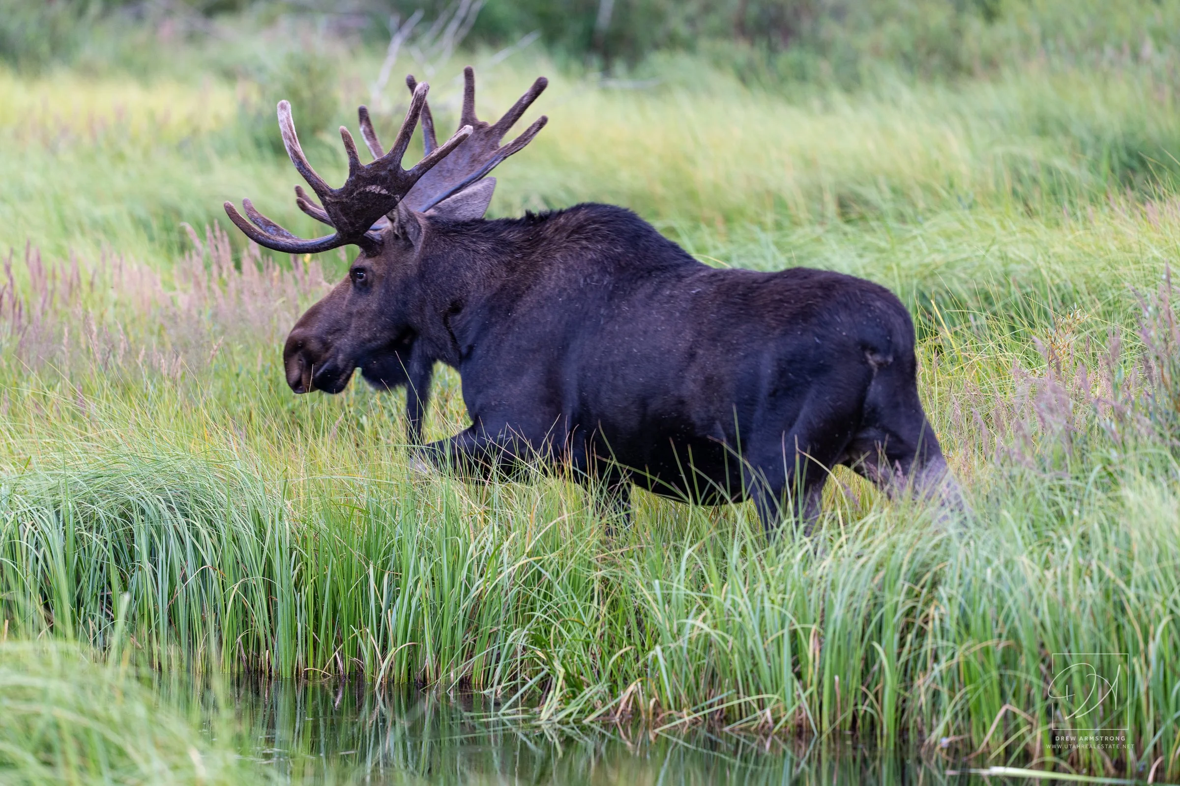 Silver Lake Moose 2026-765.jpg
