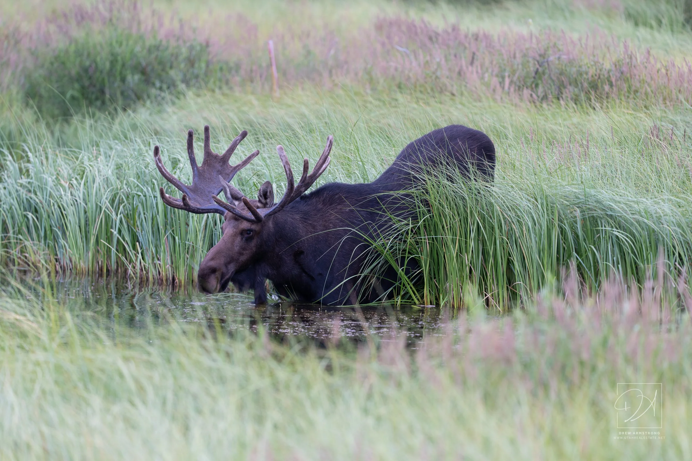 Silver Lake Moose 2026-806.jpg