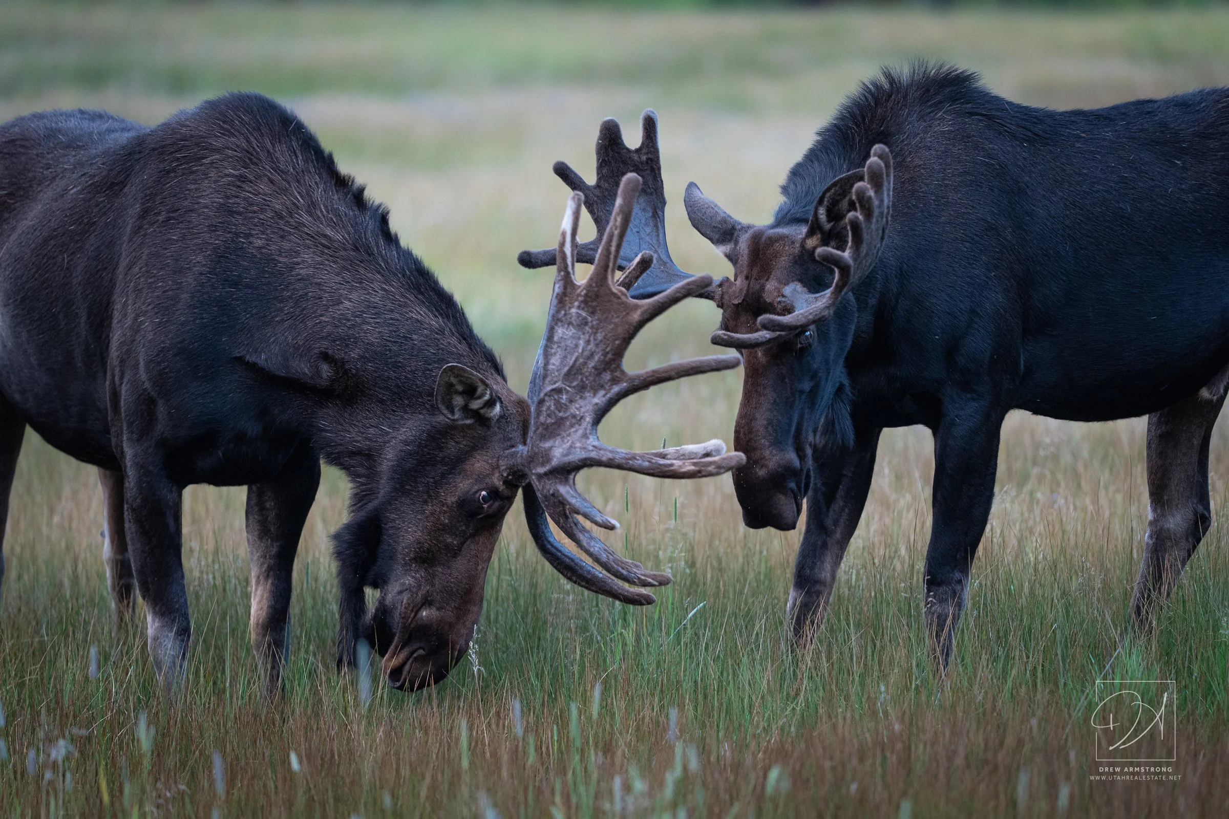 Silver Lake Moose 2026-62.jpg