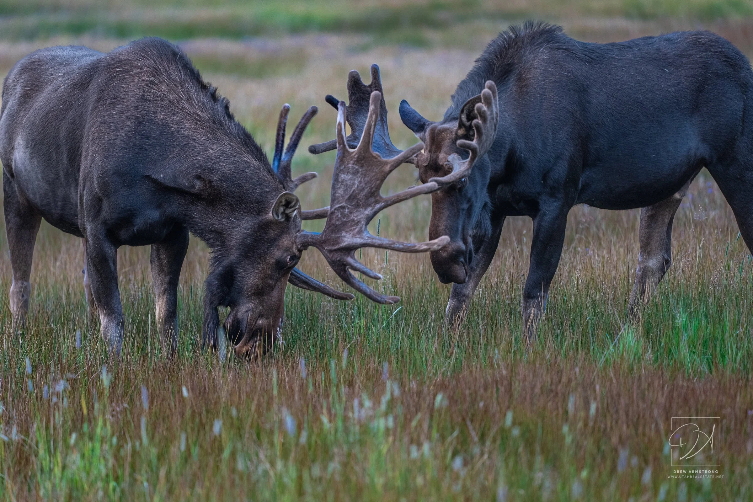 Silver Lake Moose 2026-65.jpg