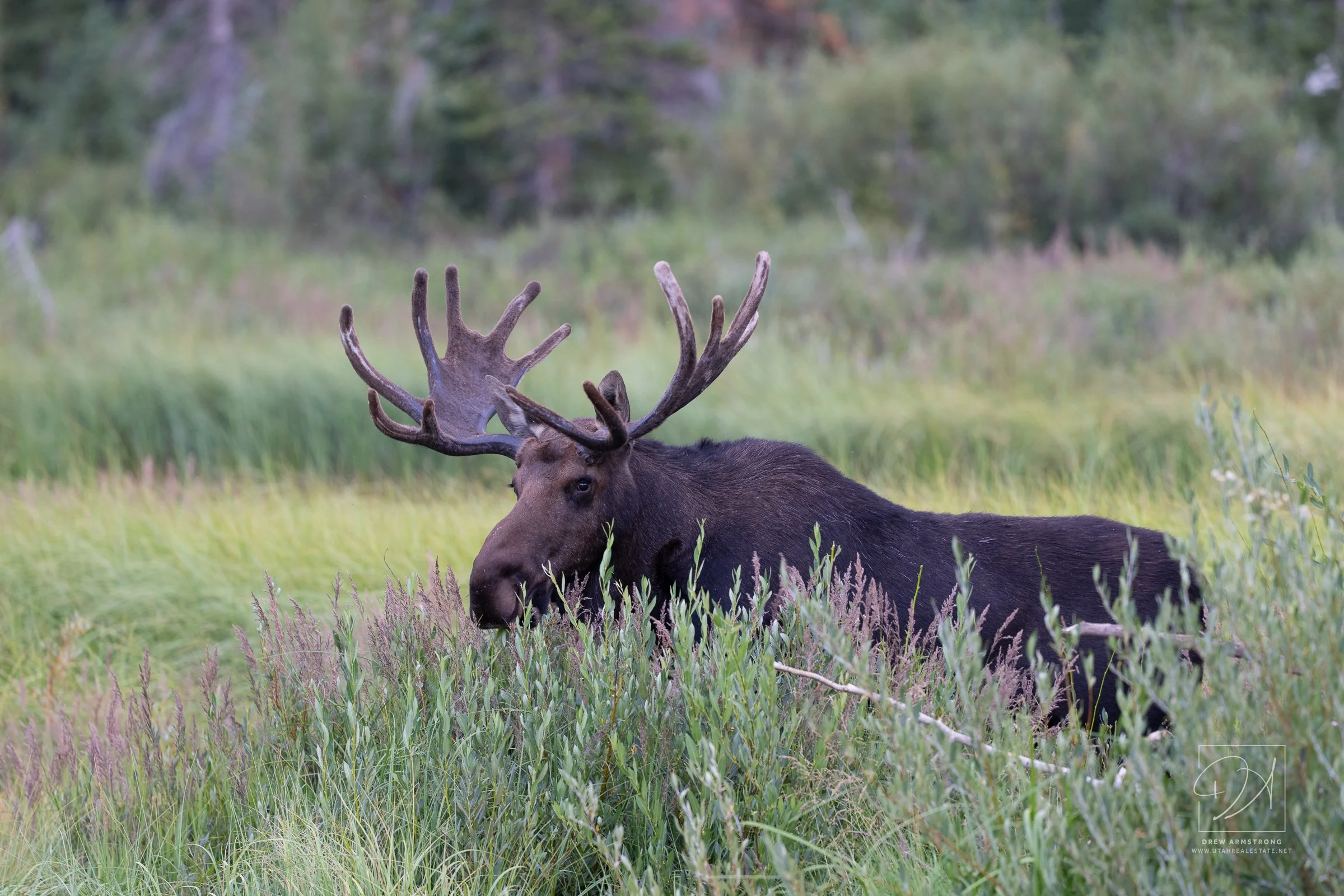 Silver Lake Moose 2026-735.jpg