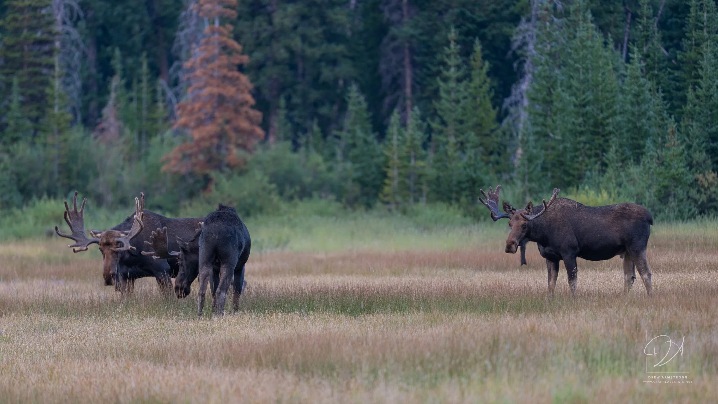 Silver Lake Moose 2026-91.jpg