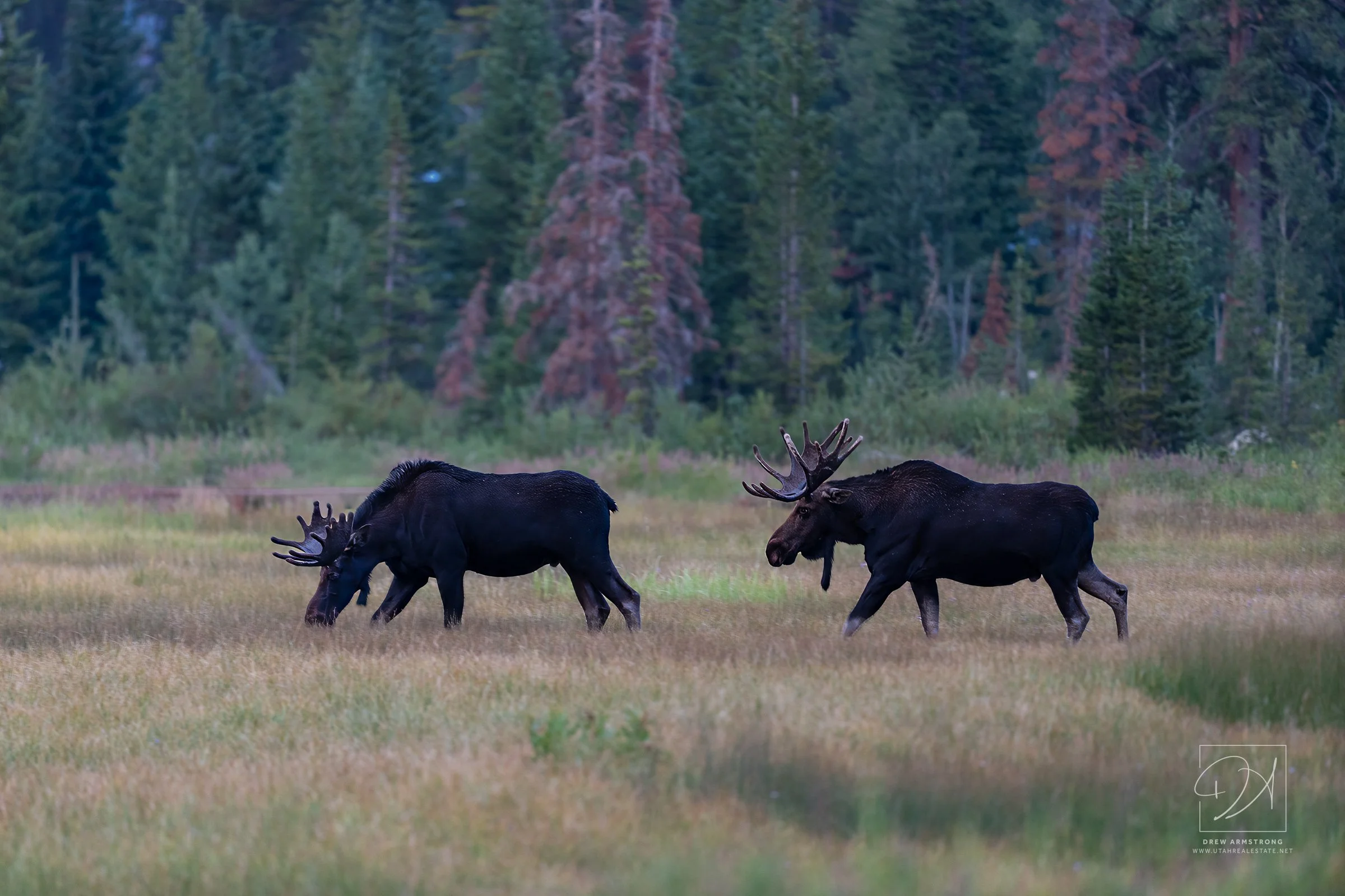 Silver Lake Moose 2026--2.jpg