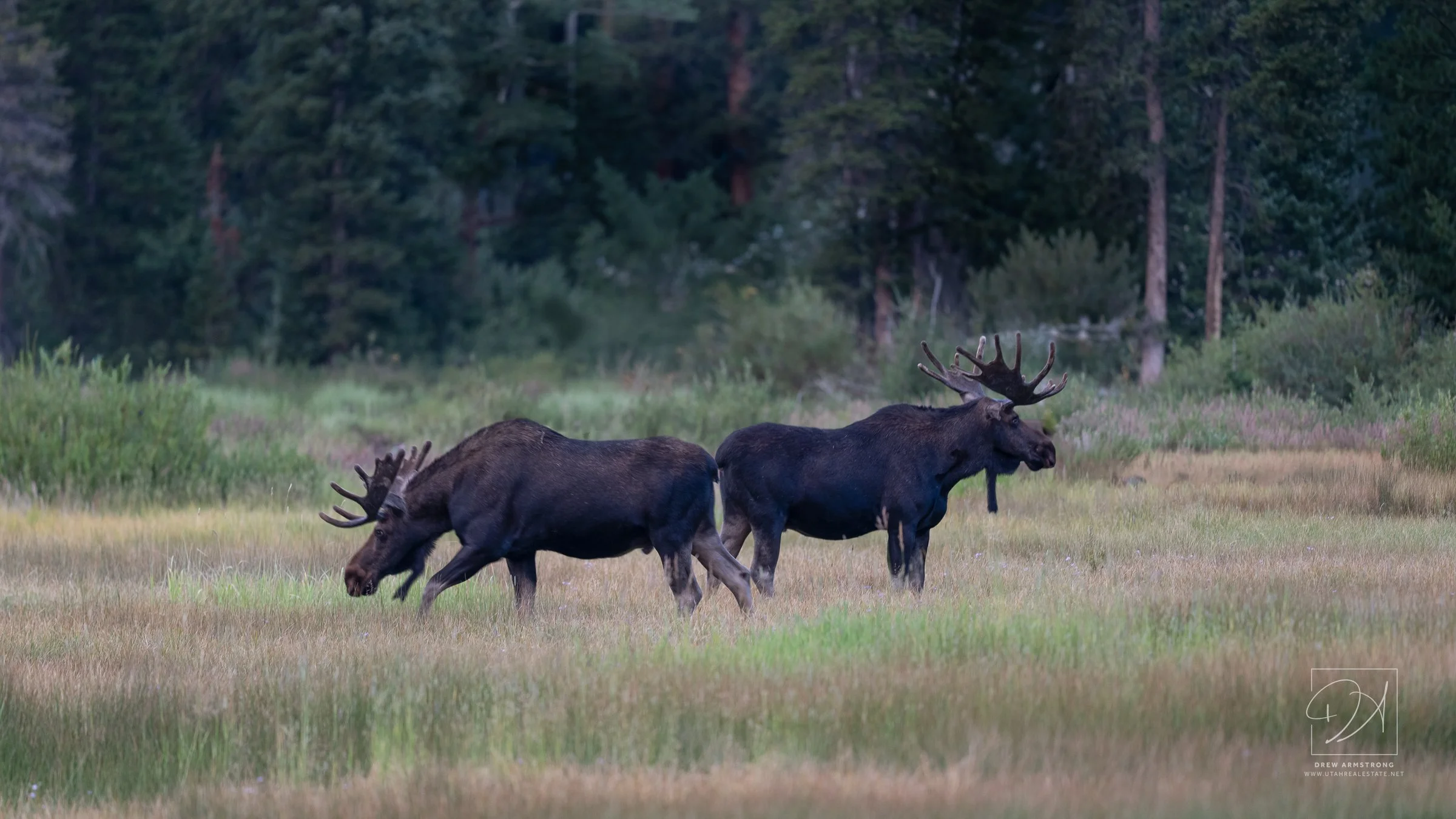 Silver Lake Moose 2026--4.jpg