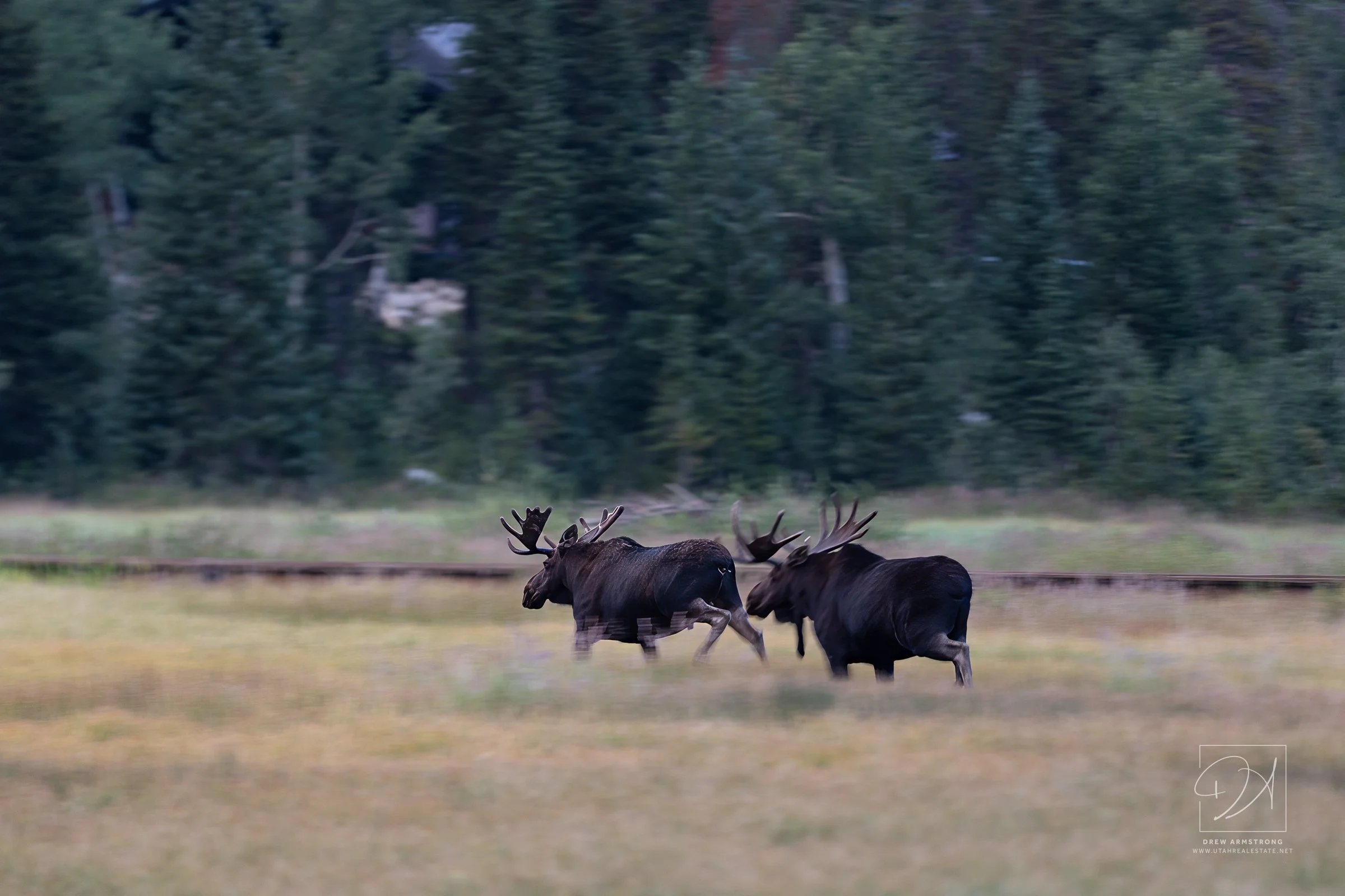 Silver Lake Moose 2026--5.jpg
