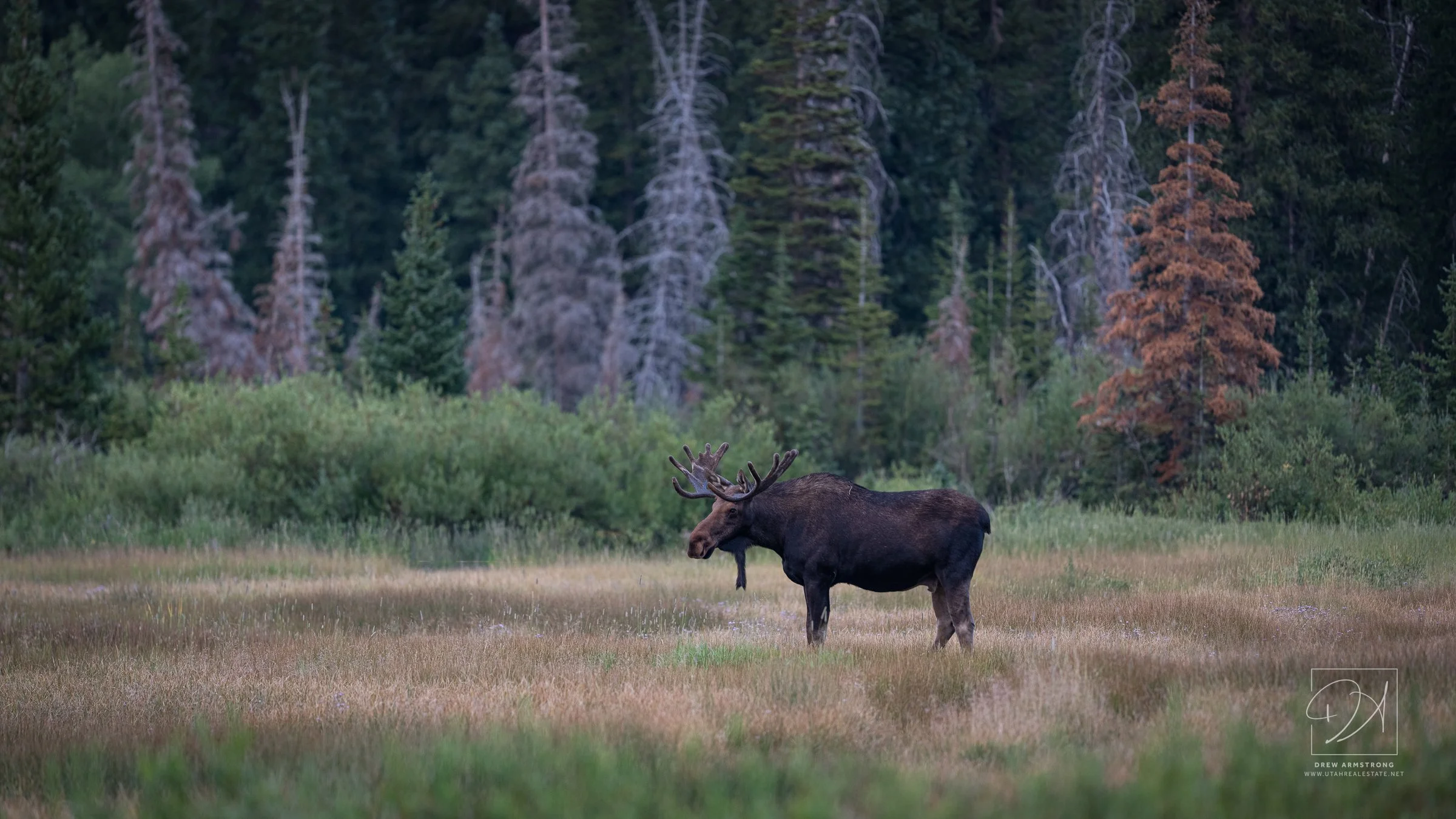 Silver Lake Moose 2026--3.jpg