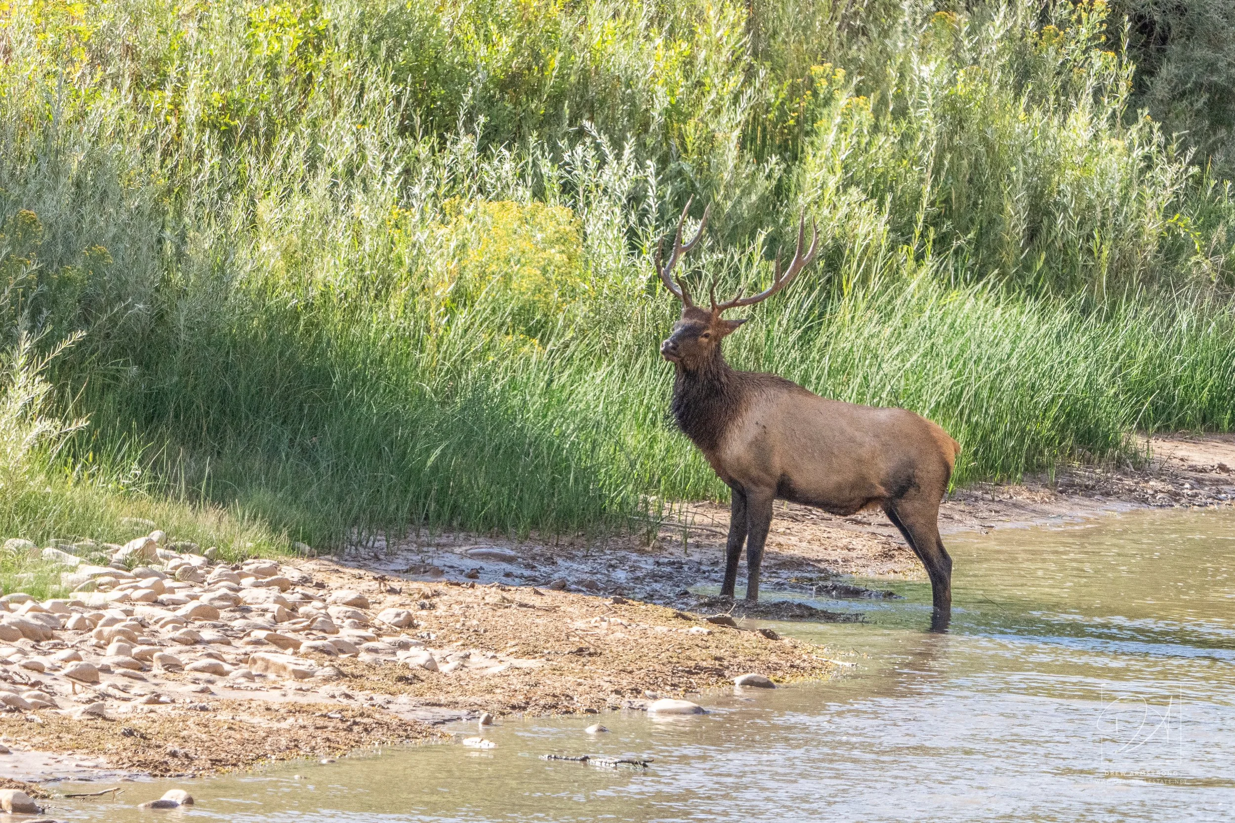 Drew Elk-2.jpg