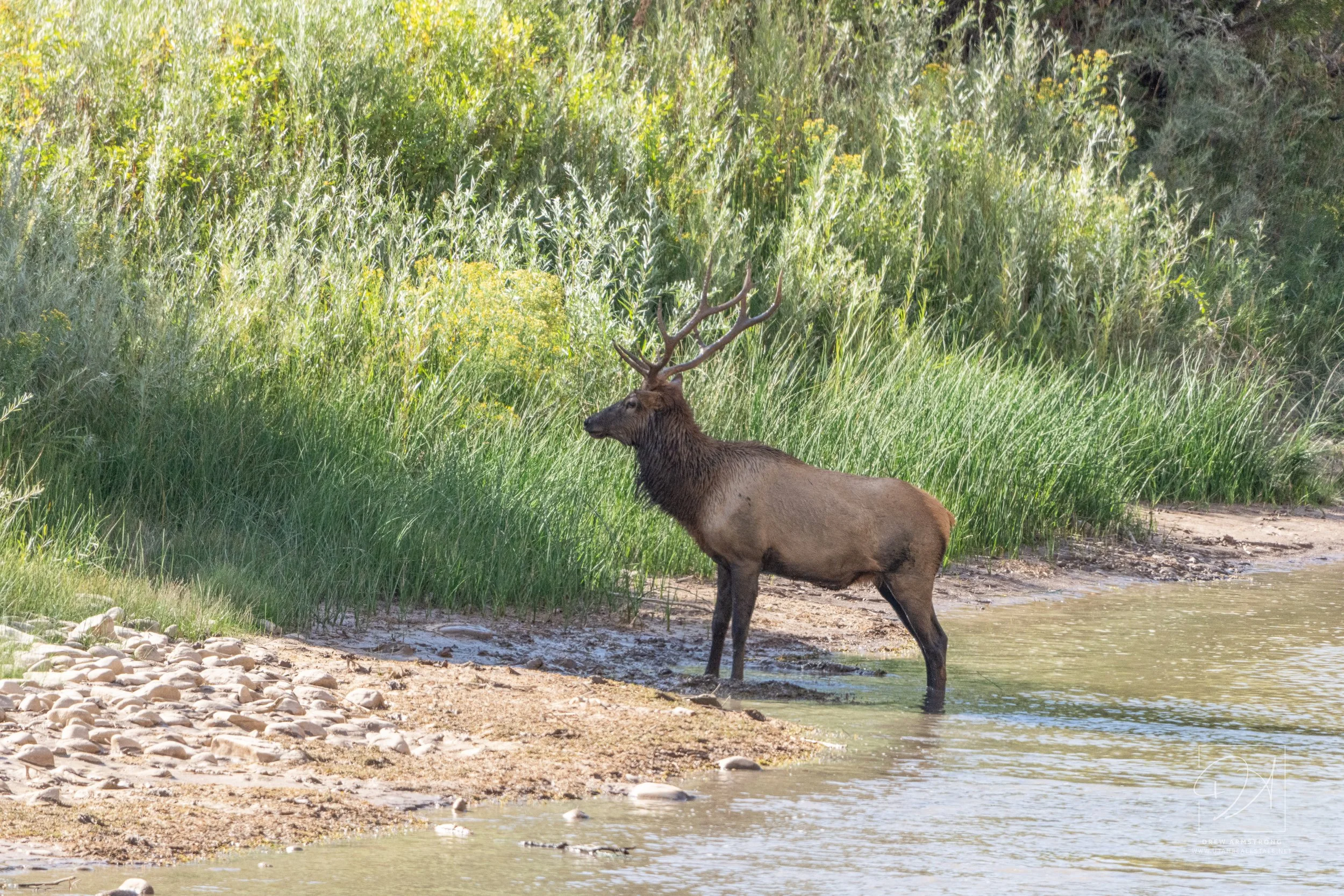Drew Elk-3.jpg