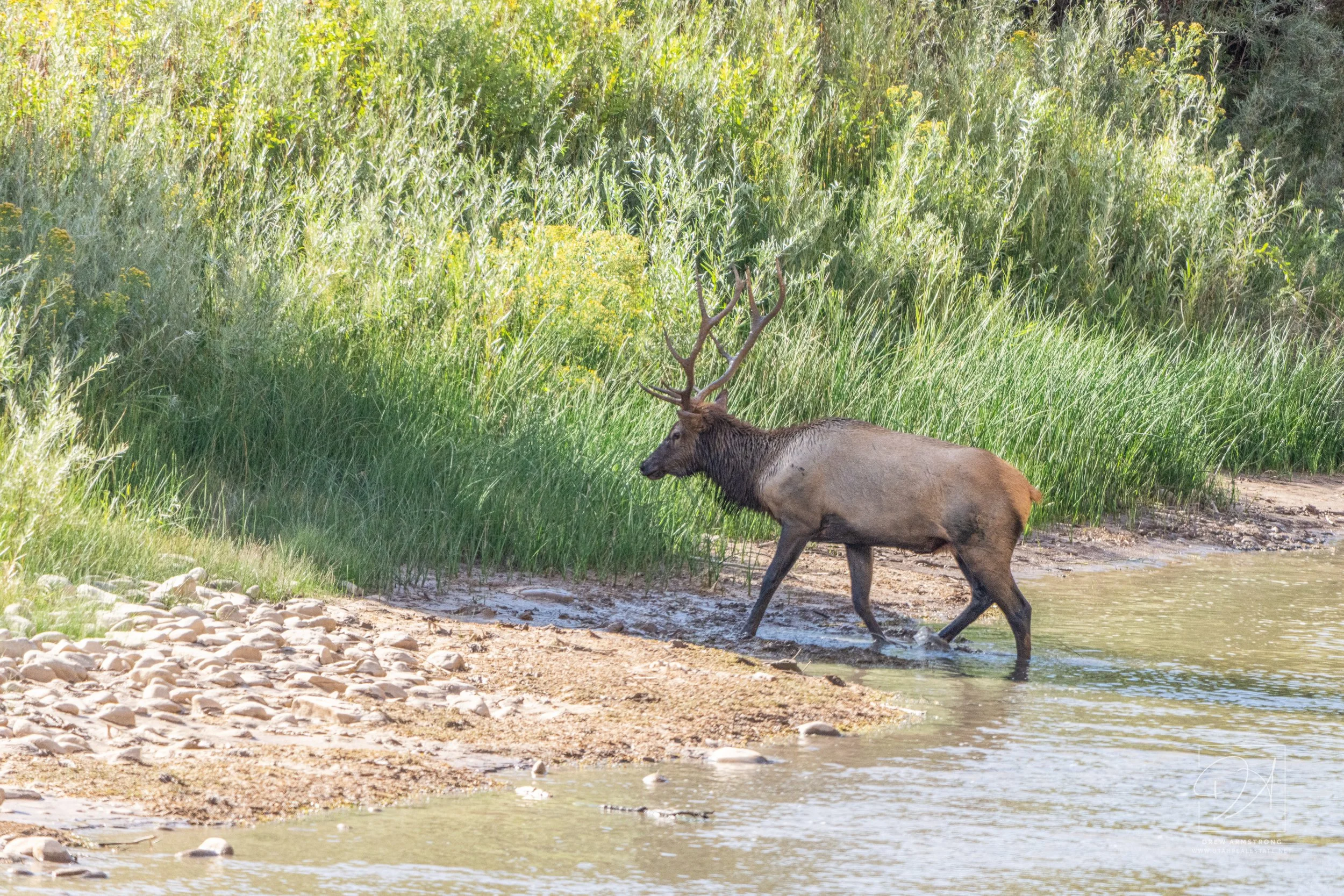 Drew Elk-4.jpg