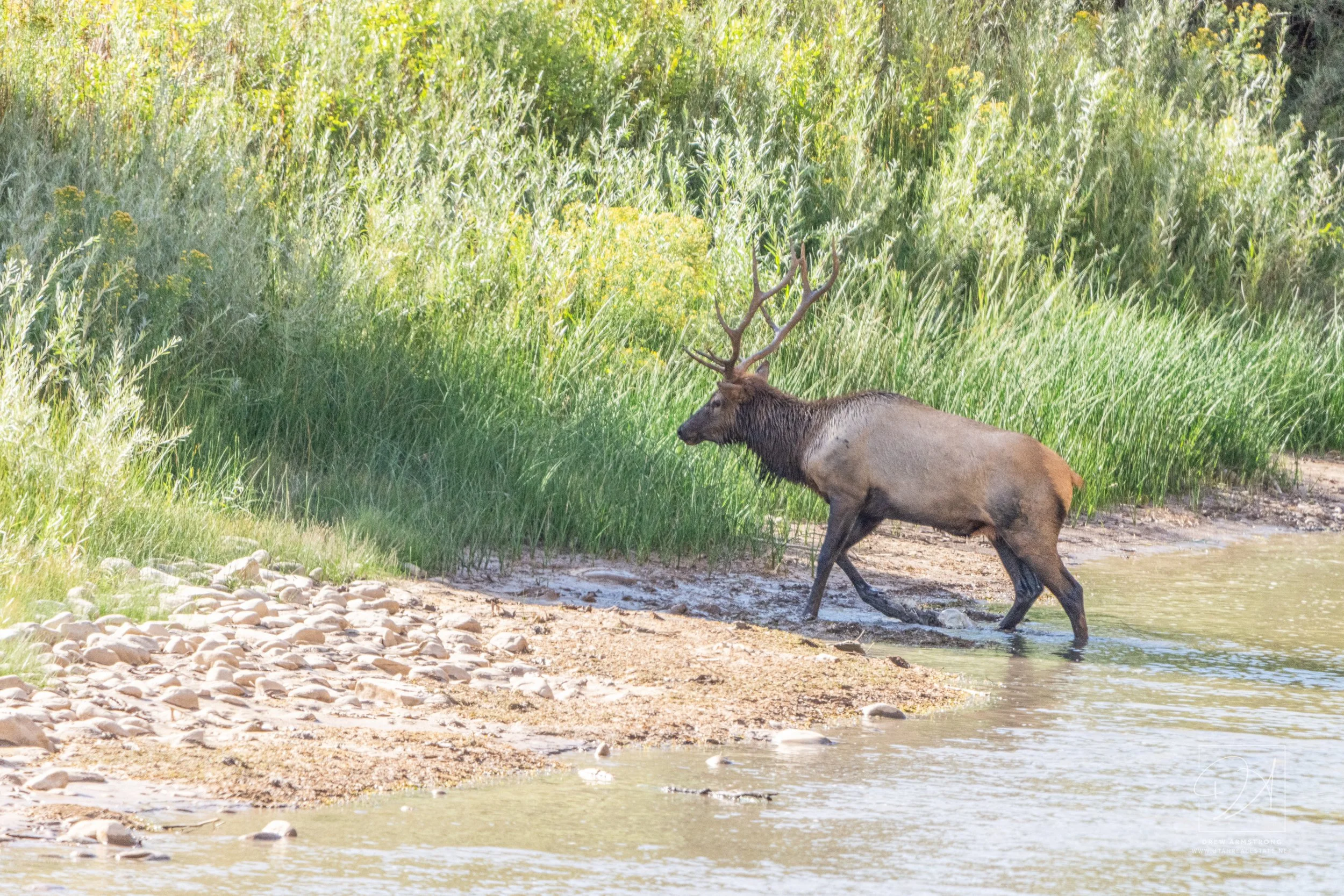 Drew Elk-5.jpg