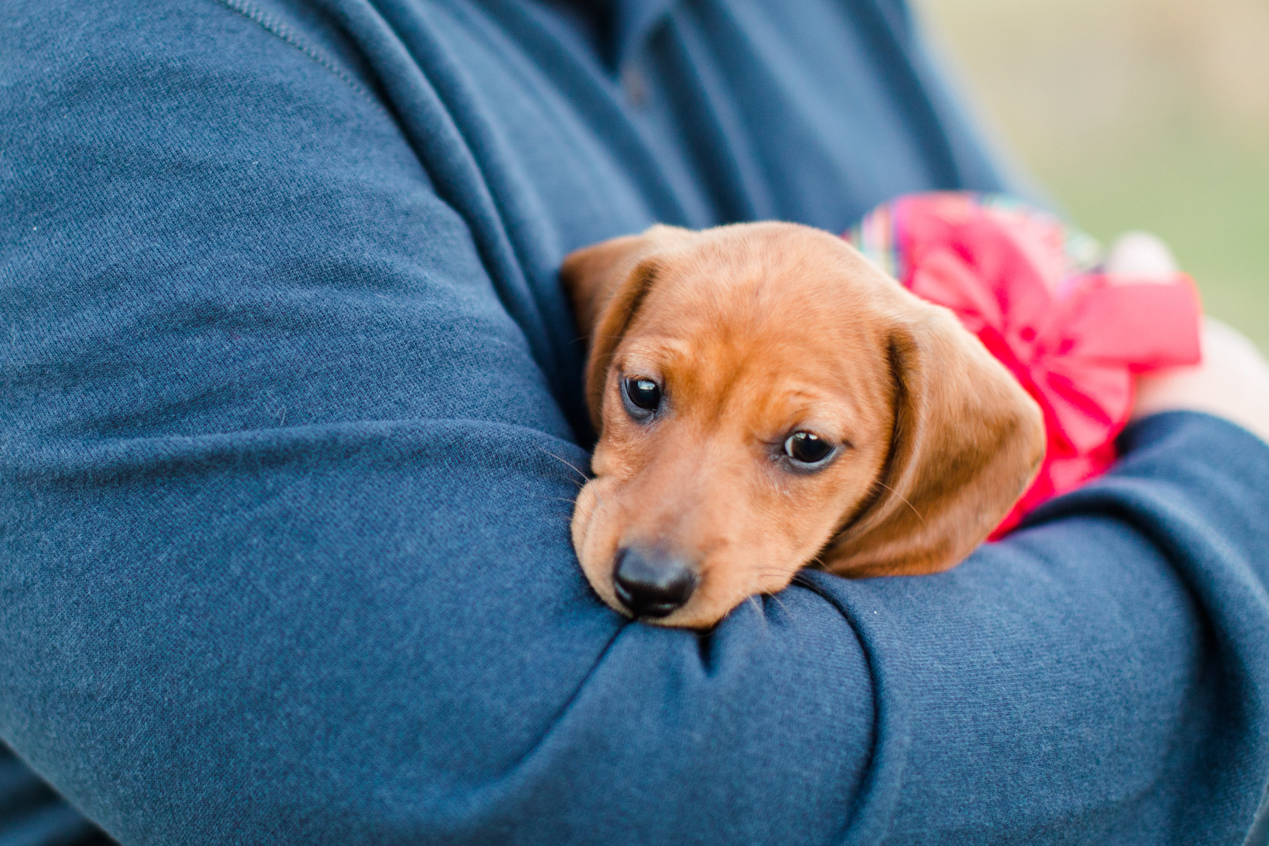Katie's Puppy Surprise