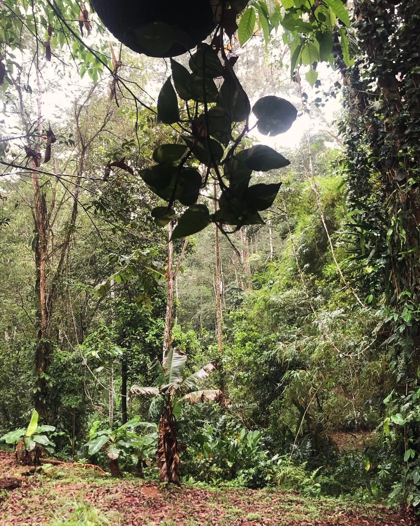 WhatsApp Image 2024-04-04 at 4.27.14 AM (1).jpeg