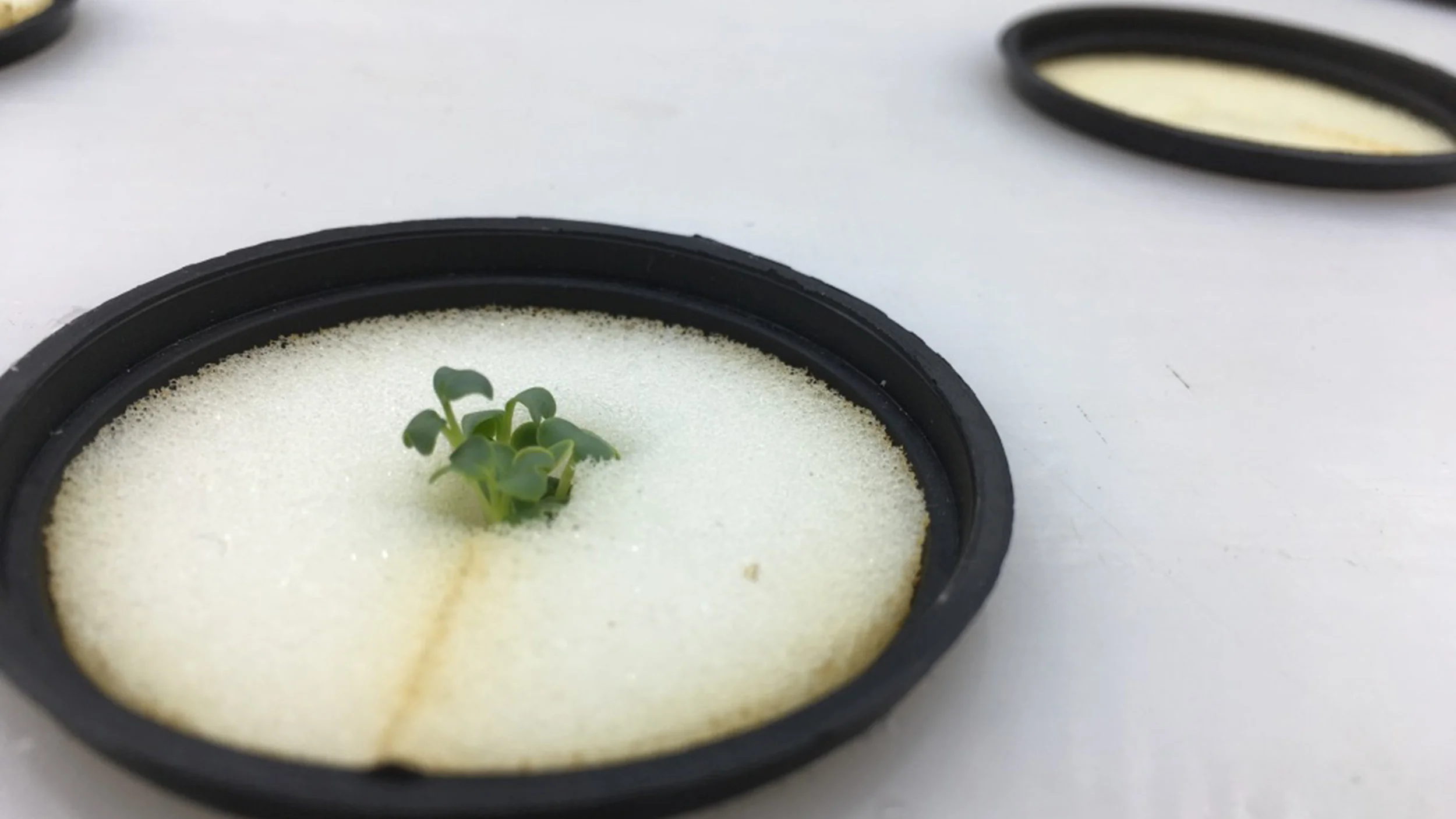 Growing pods (shoot in working prototype)