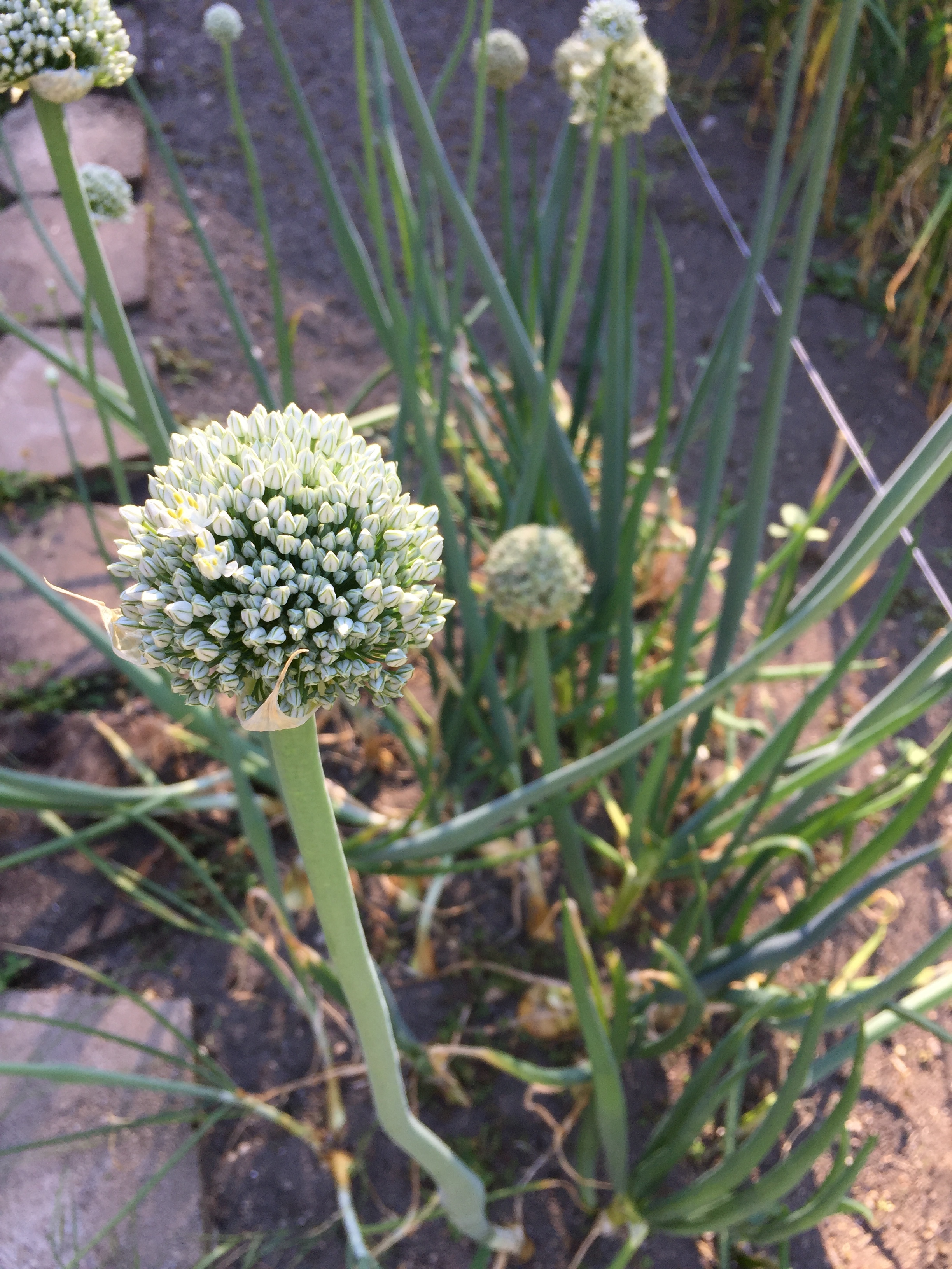 Yellow Onion, growing tall with beautiful flowers.