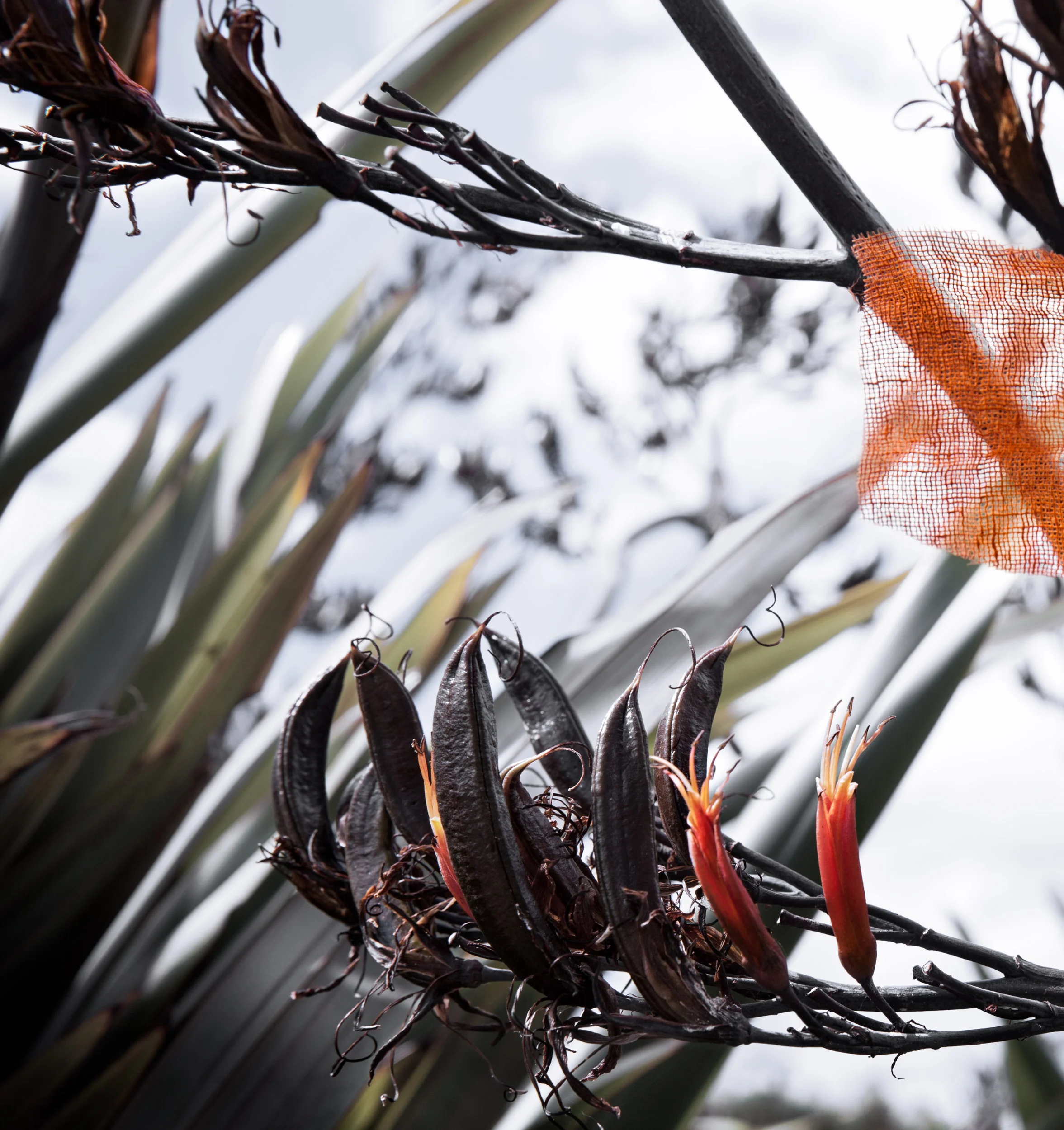 Flax_2500.jpg