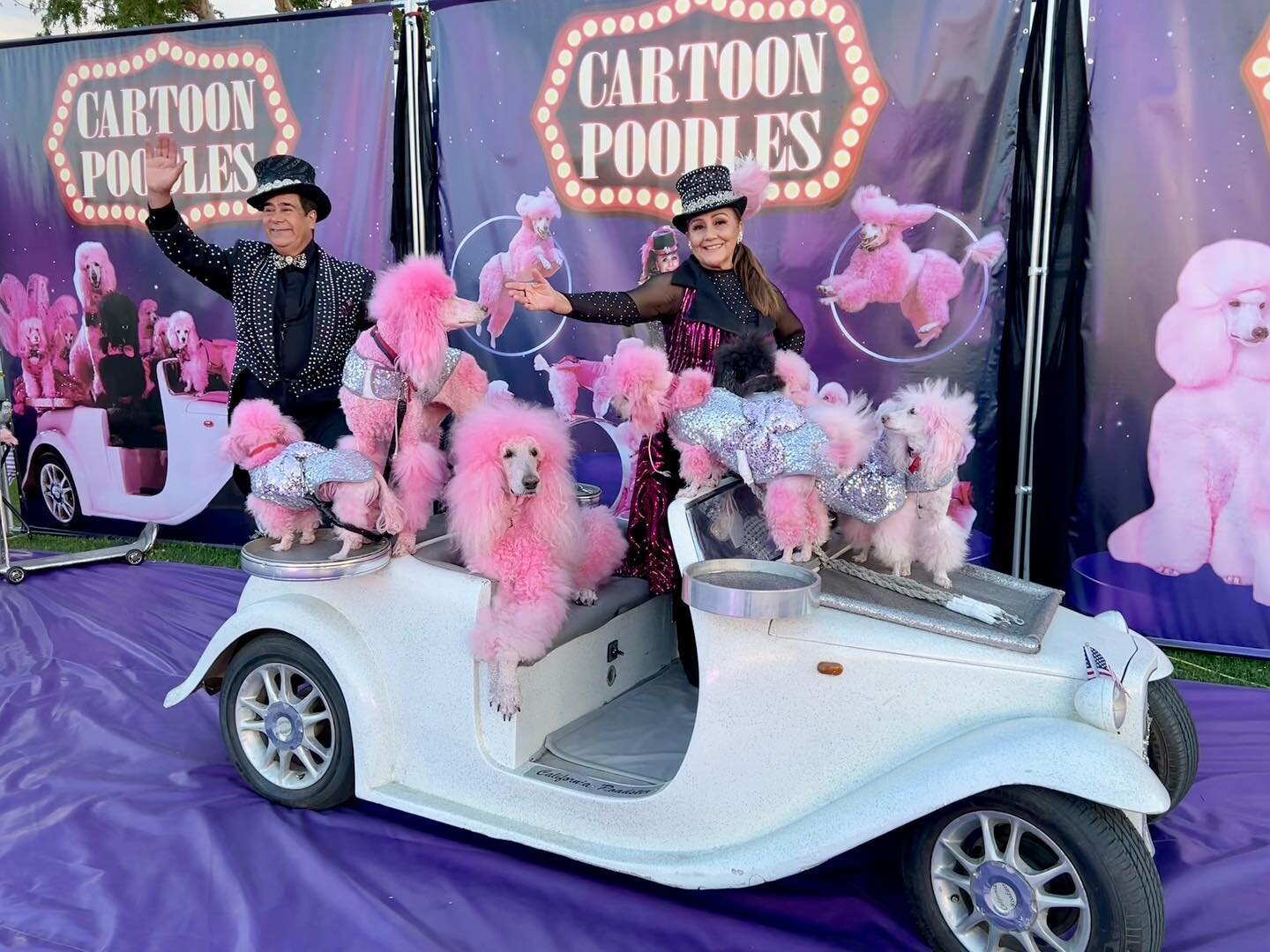 Cartoon Poodles at the @sonoco_fair 
August 4th-14th - see you at the fair 🎠