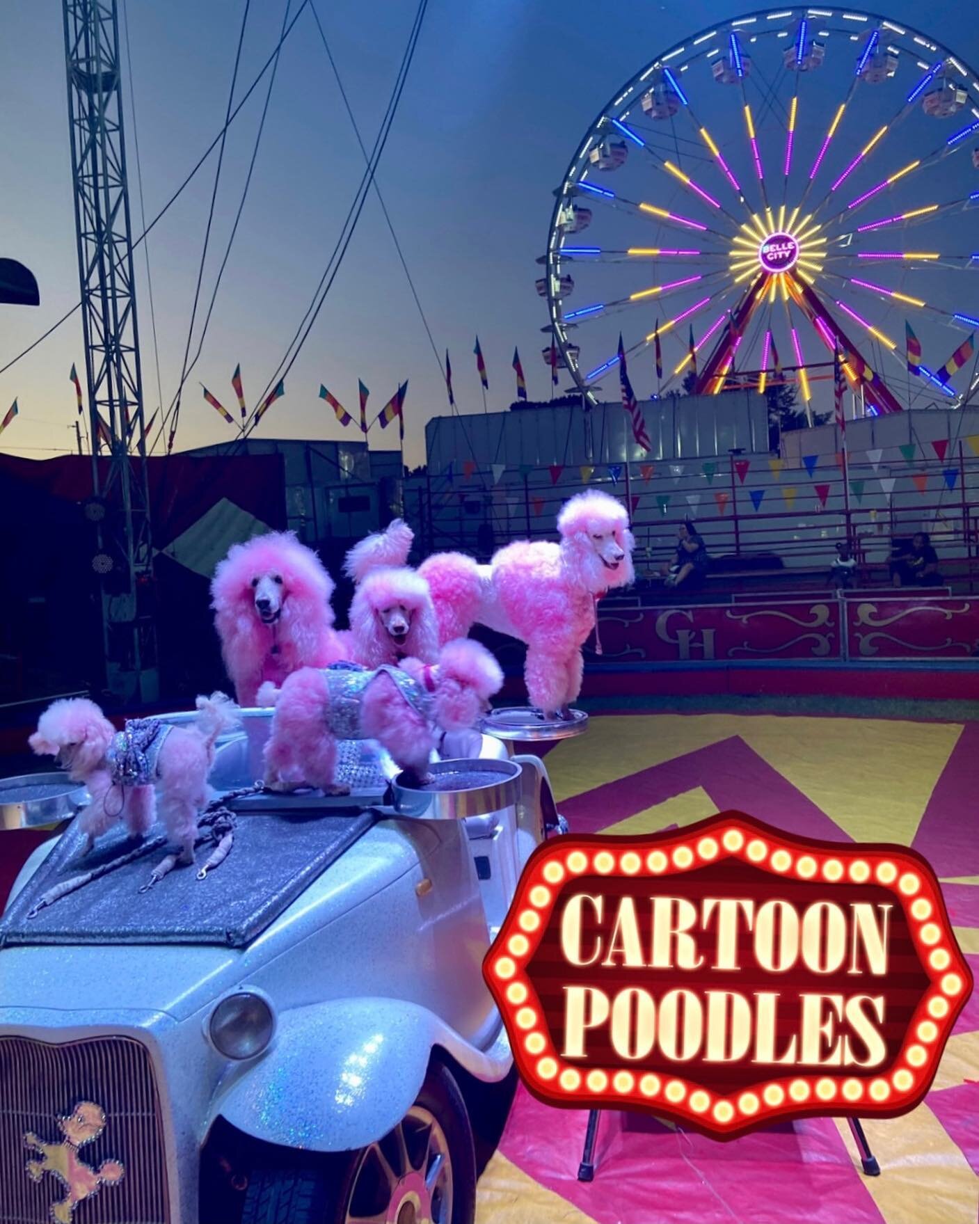 These poodles had a blast performing at the Alabama State Fair