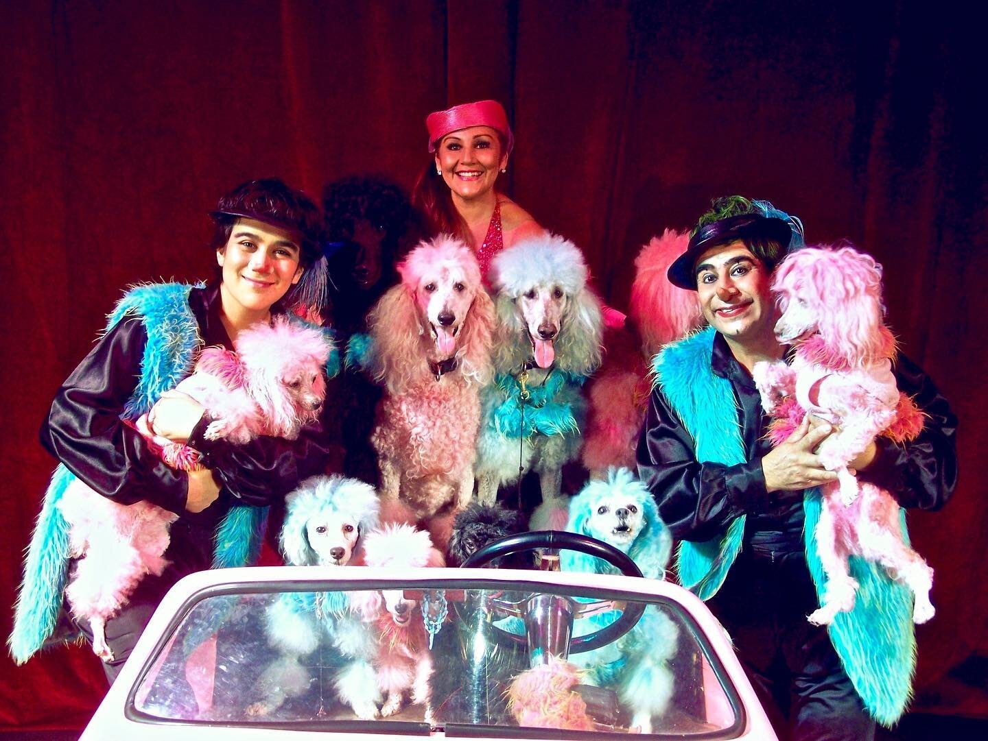 Seven generations of performers, delighting audiences of all ages &ndash; the Cartoon Poodles