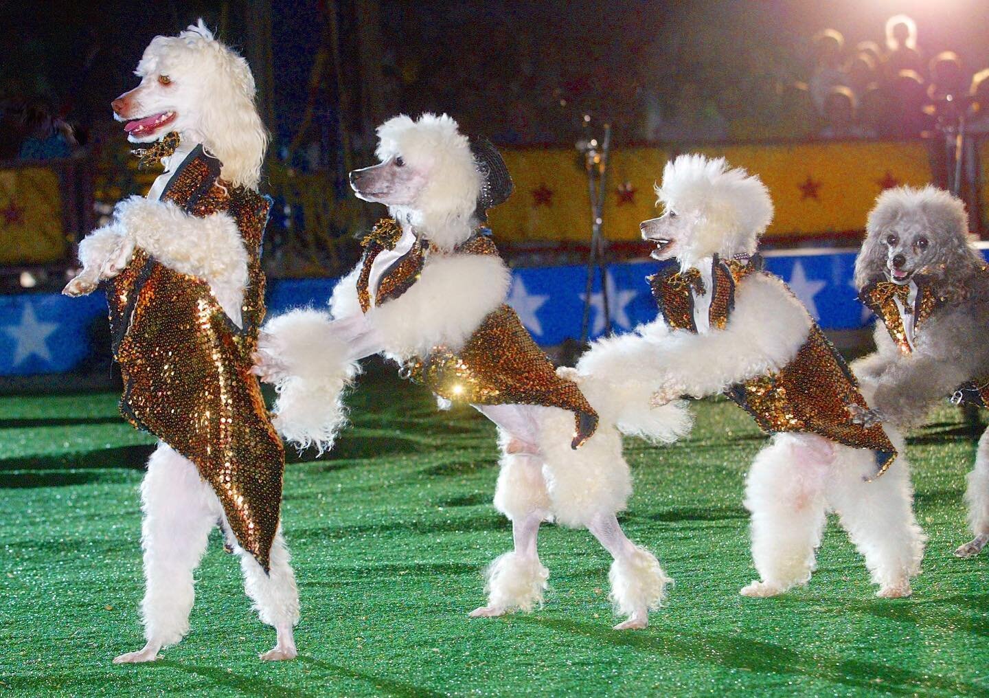 These Poodles are always dressed to impress 😍