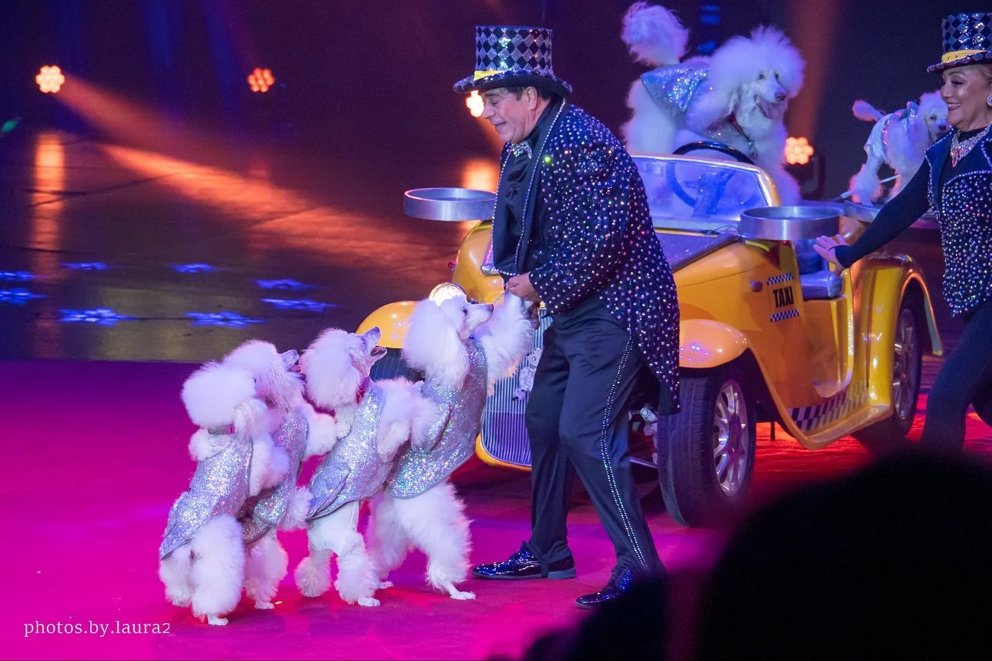 The Cartoon Poodles having fun in Boston, Massachusetts at the Big Apple Circus 🎪🐩✨
📸: @photos.by.laura2 
#CartoonPoodles #BigAppleCircus #Boston #BostonEvents #CircusLife #PoodlePerformance #LiveShow #BostonCircus #CircusDogs #PoodlesOfInstagram 