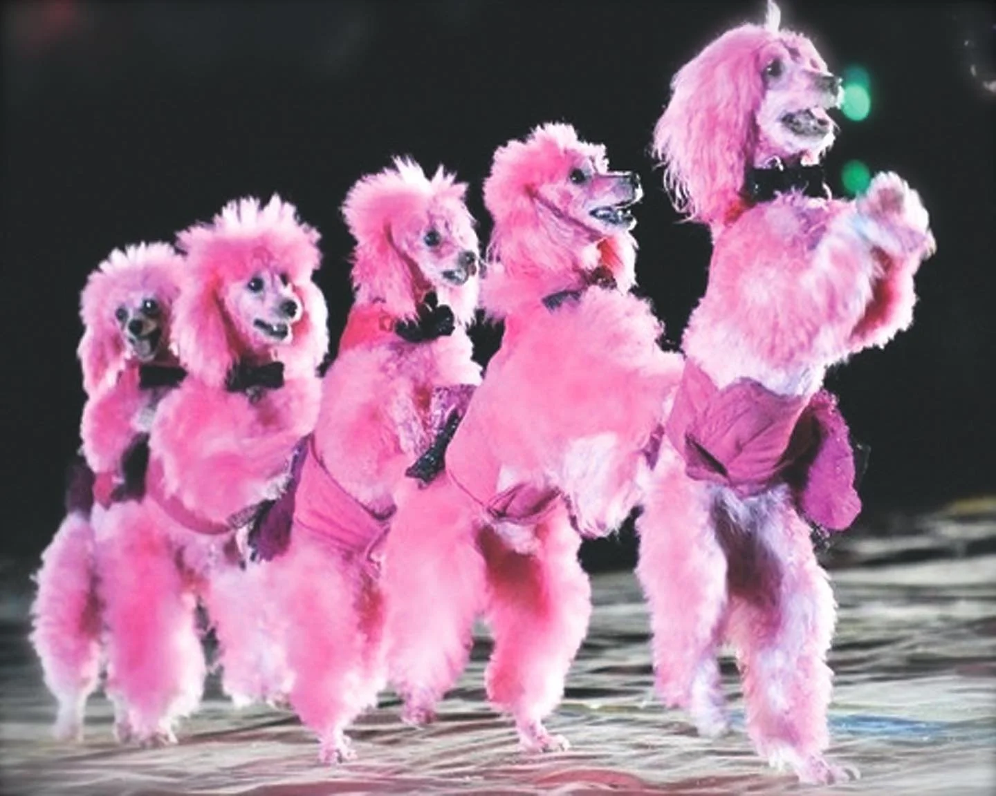 Karen, Phil, Lady, Vivi and Lucas are ready to conga!