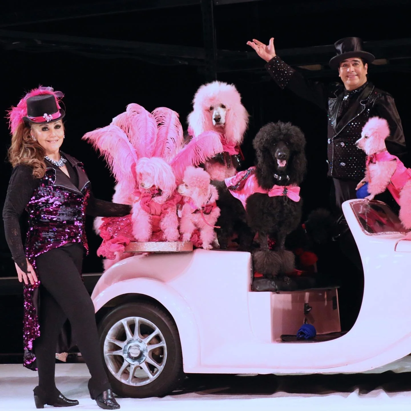 Did you know that most of The Cartoon Poodles are adopted from local shelters? We search daily through different organizations to find talented and happy poodles.