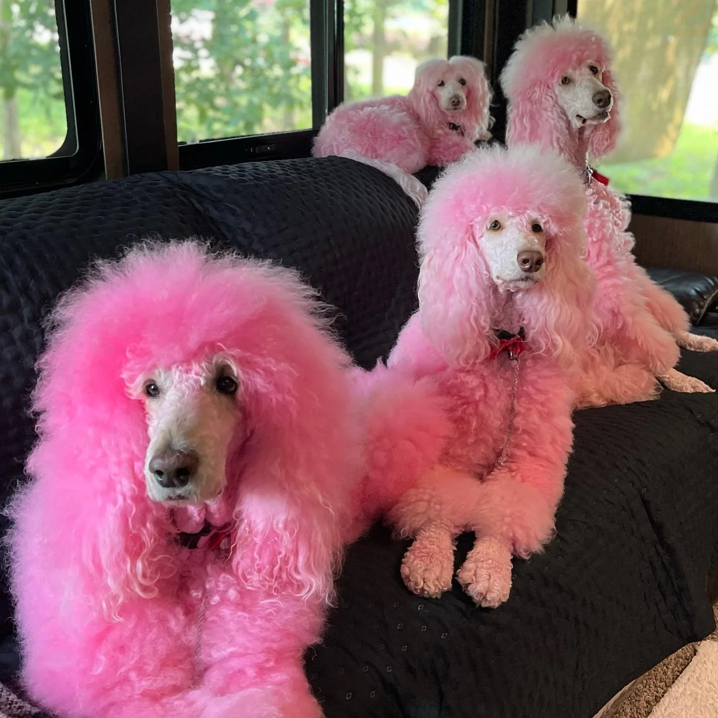 Behind the scenes! Between shows Romeo loves to watch cooking shows on Hulu.