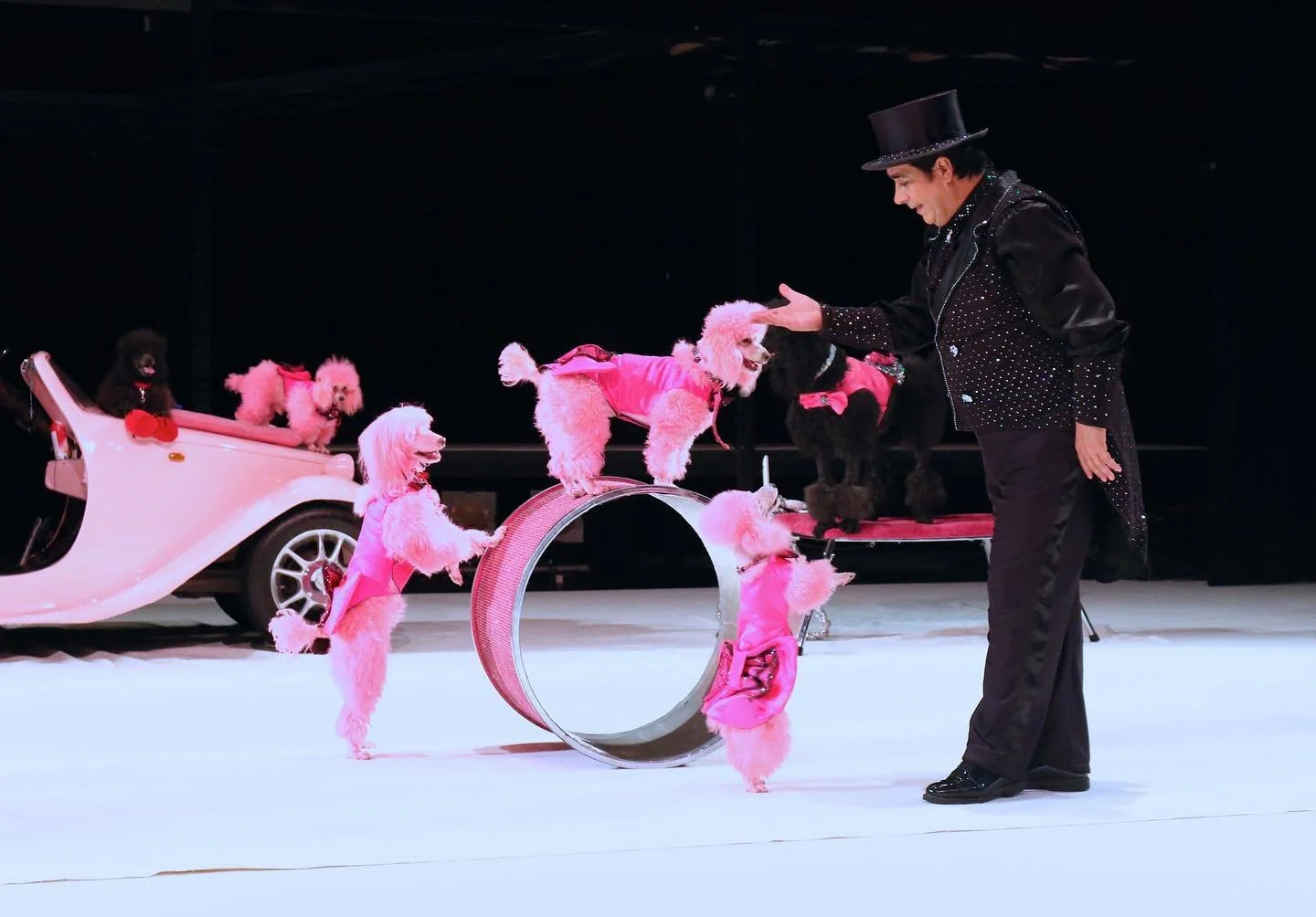 I can&rsquo;t wait for you to meet our poodle family