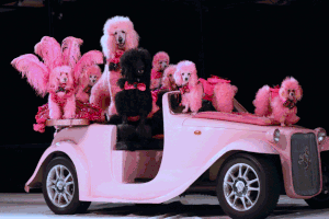 The Cartoon Poodles
