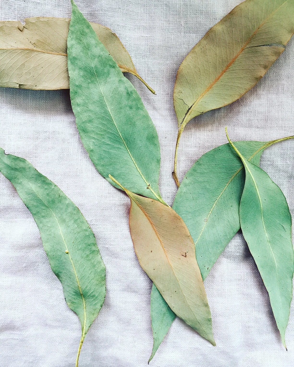 Strawberry Gum leaves (available in the shop)