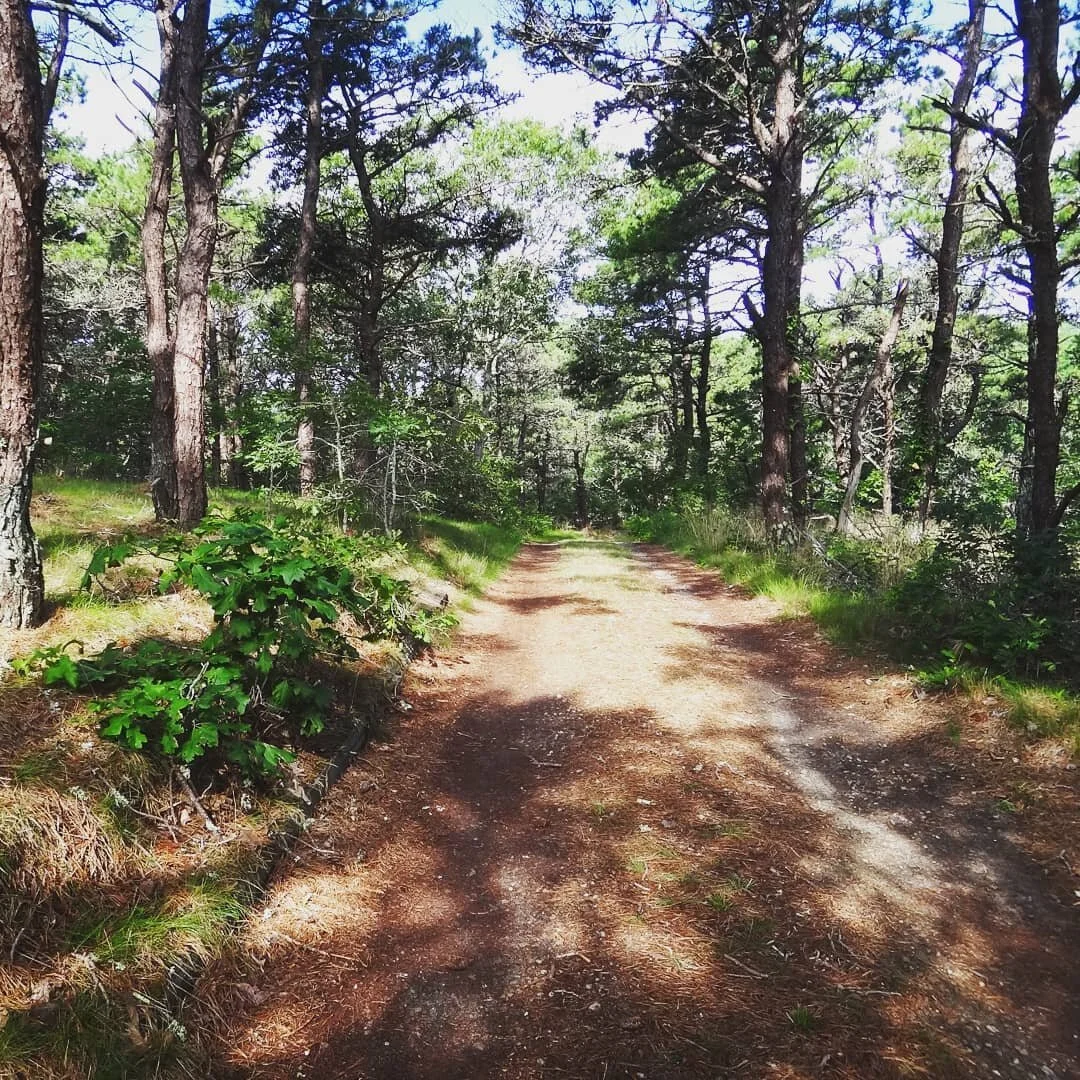 U is for UNPAVED... UNSHOD... UNSTRESSED
#unpaved #unshod #unstressed #driveway #pineneedles #scrubpines #barefoot

From now to Thanksgiving, savoring #truro delights #AtoZ.  #capecodphotography #capeology #capecodvacation #capecodrentals #bookdirect