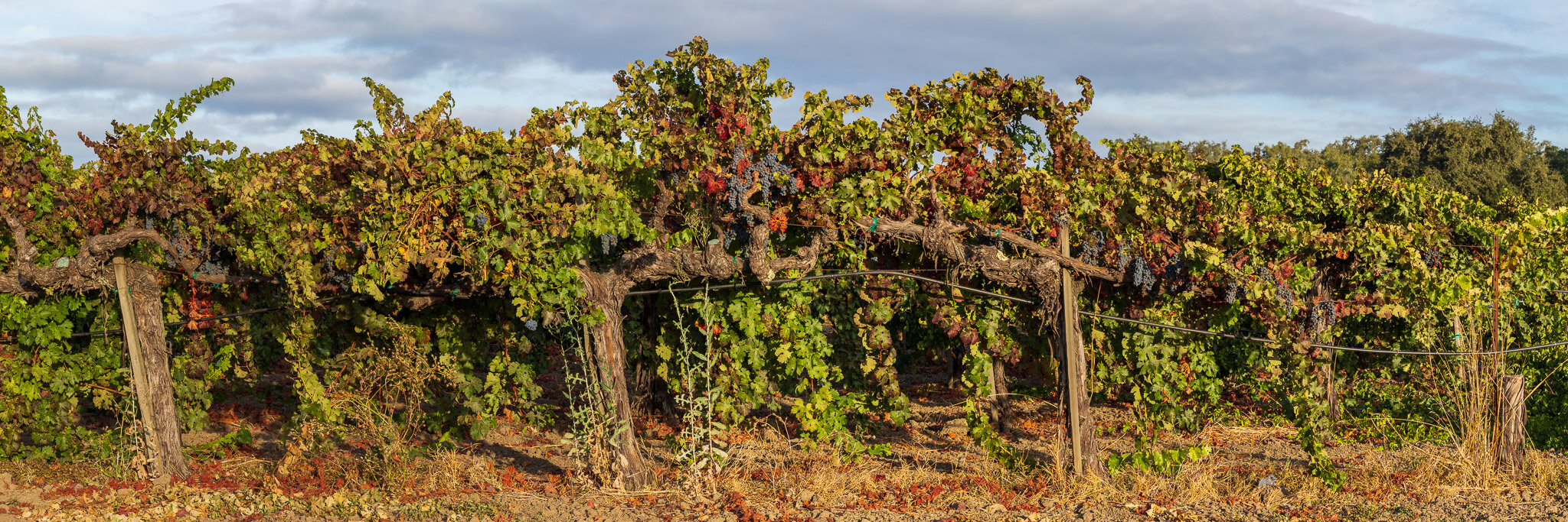 Grape Vines