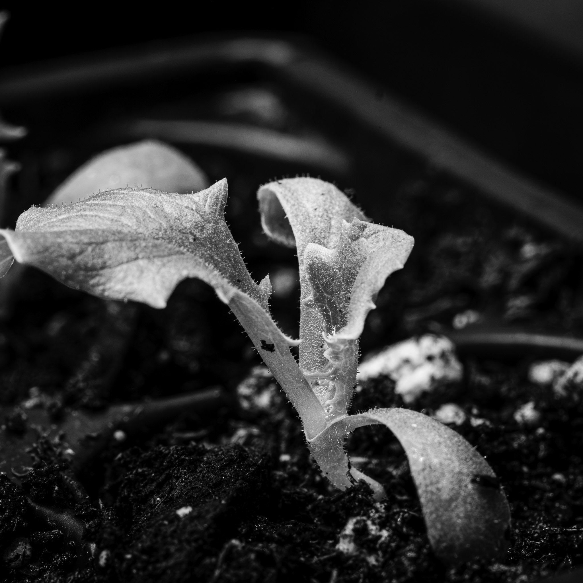 Day 41