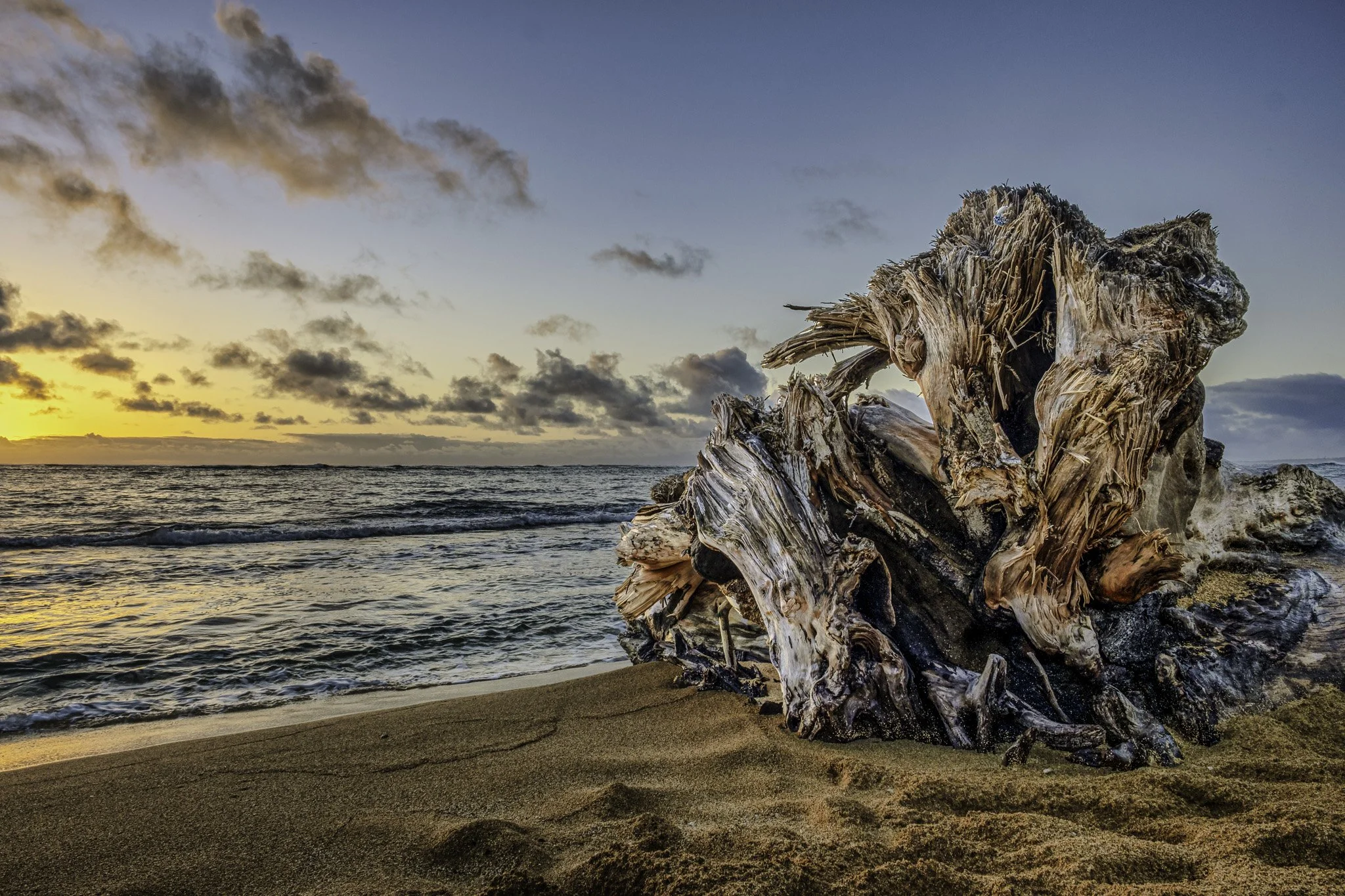 A dead tree on the beach during sunrise in Kauai Hawaii